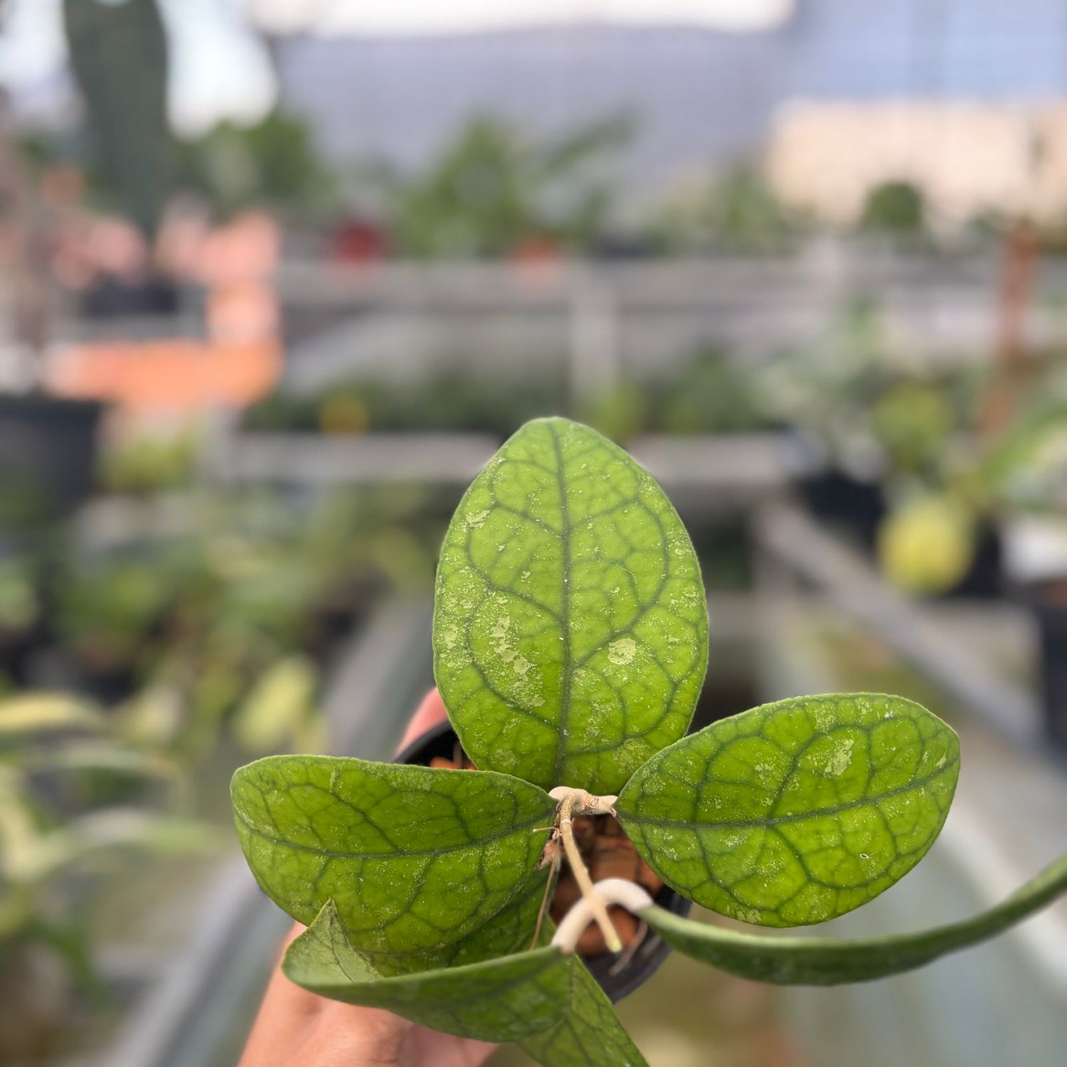RP56-9 Hoya Sp Bengkulu Round Leaf
