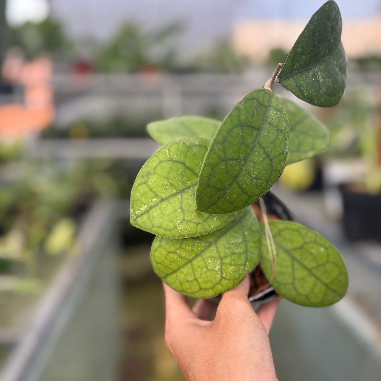 RP56-9 Hoya Sp Bengkulu Round Leaf
