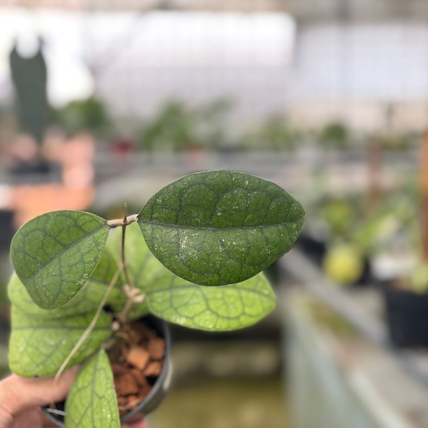 RP56-9 Hoya Sp Bengkulu Round Leaf