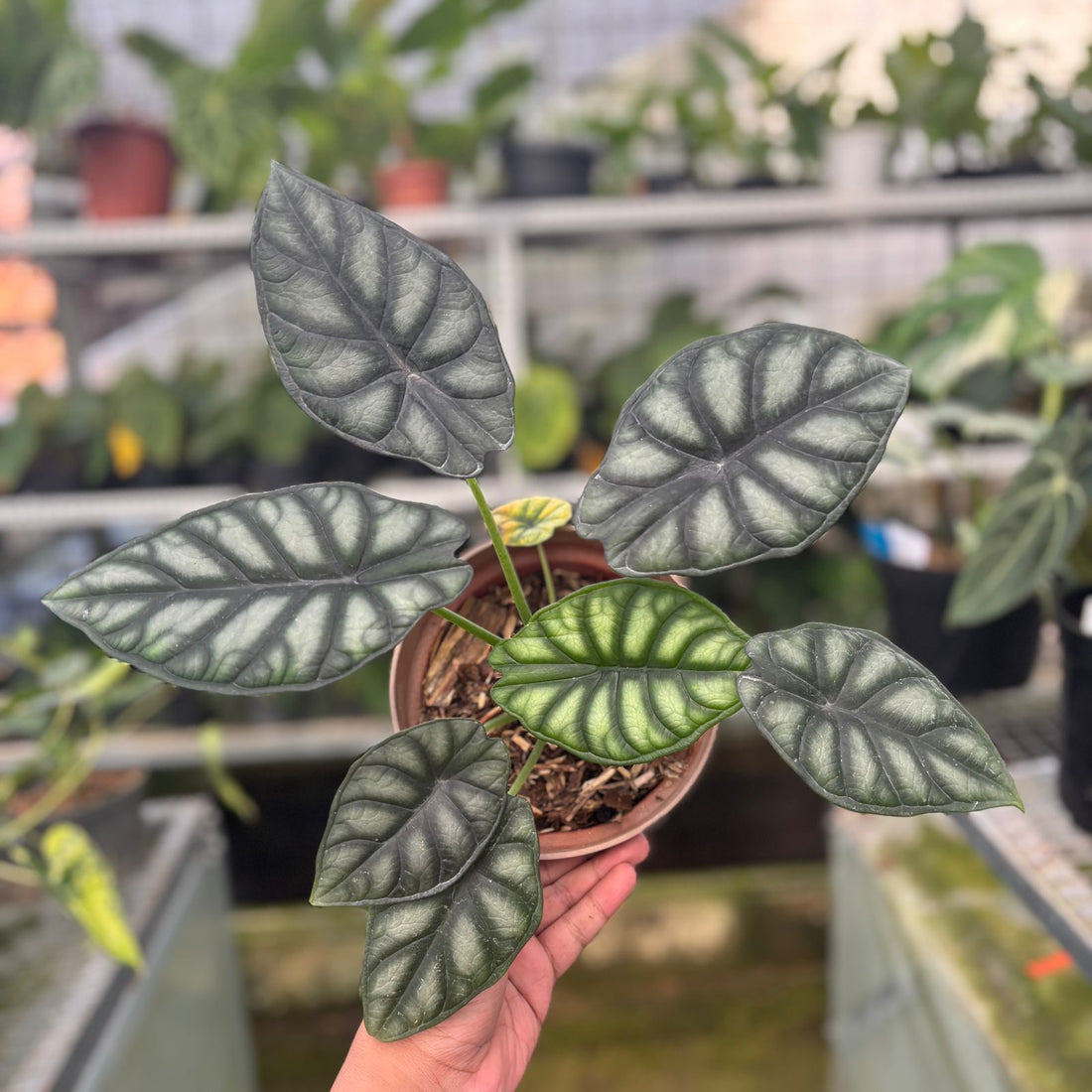 RP61-9 Alocasia Dragon Scale
