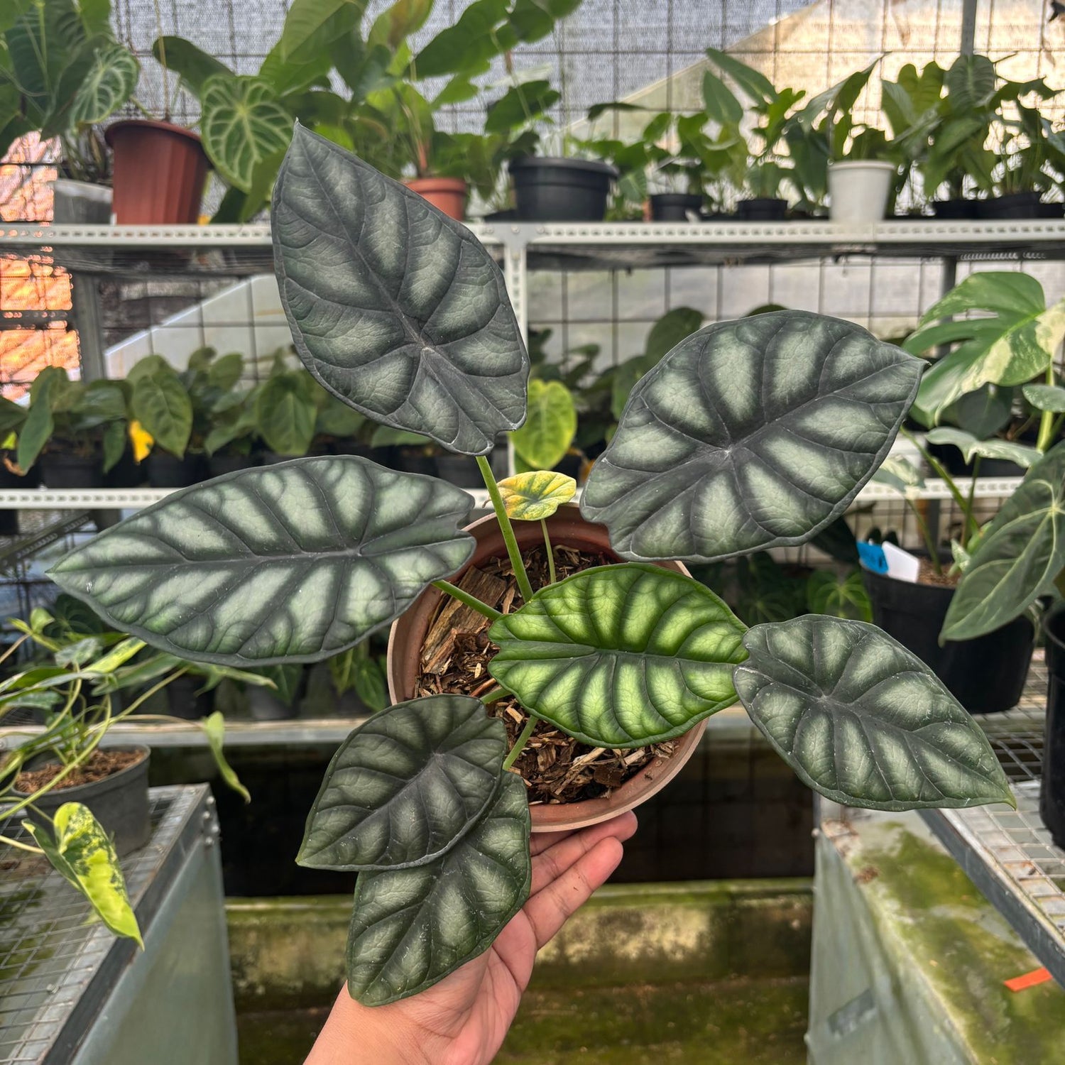 RP61-9 Alocasia Dragon Scale