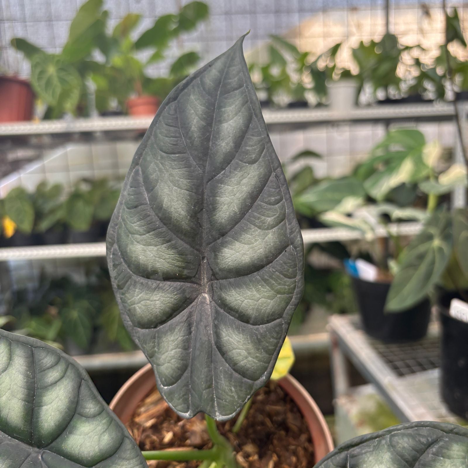 RP61-9 Alocasia Dragon Scale