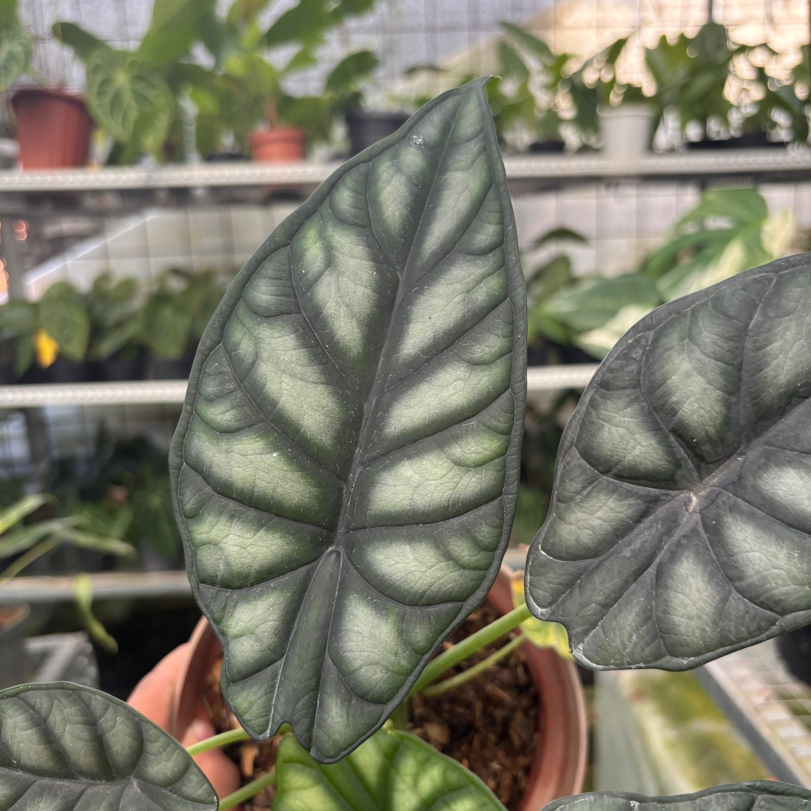 RP61-9 Alocasia Dragon Scale