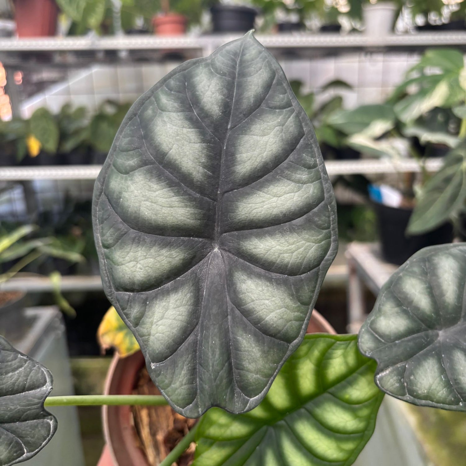 RP61-9 Alocasia Dragon Scale