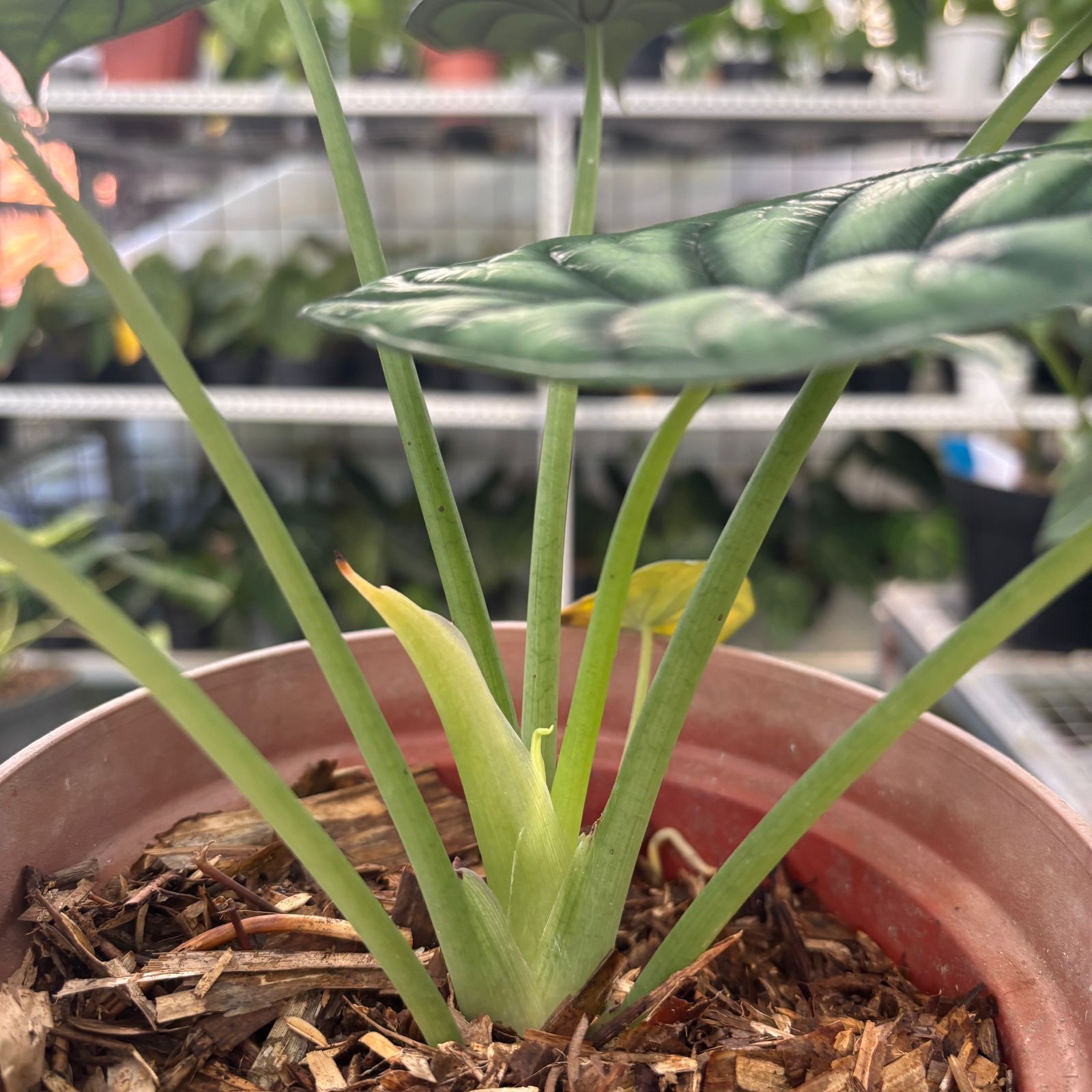 RP61-9 Alocasia Dragon Scale