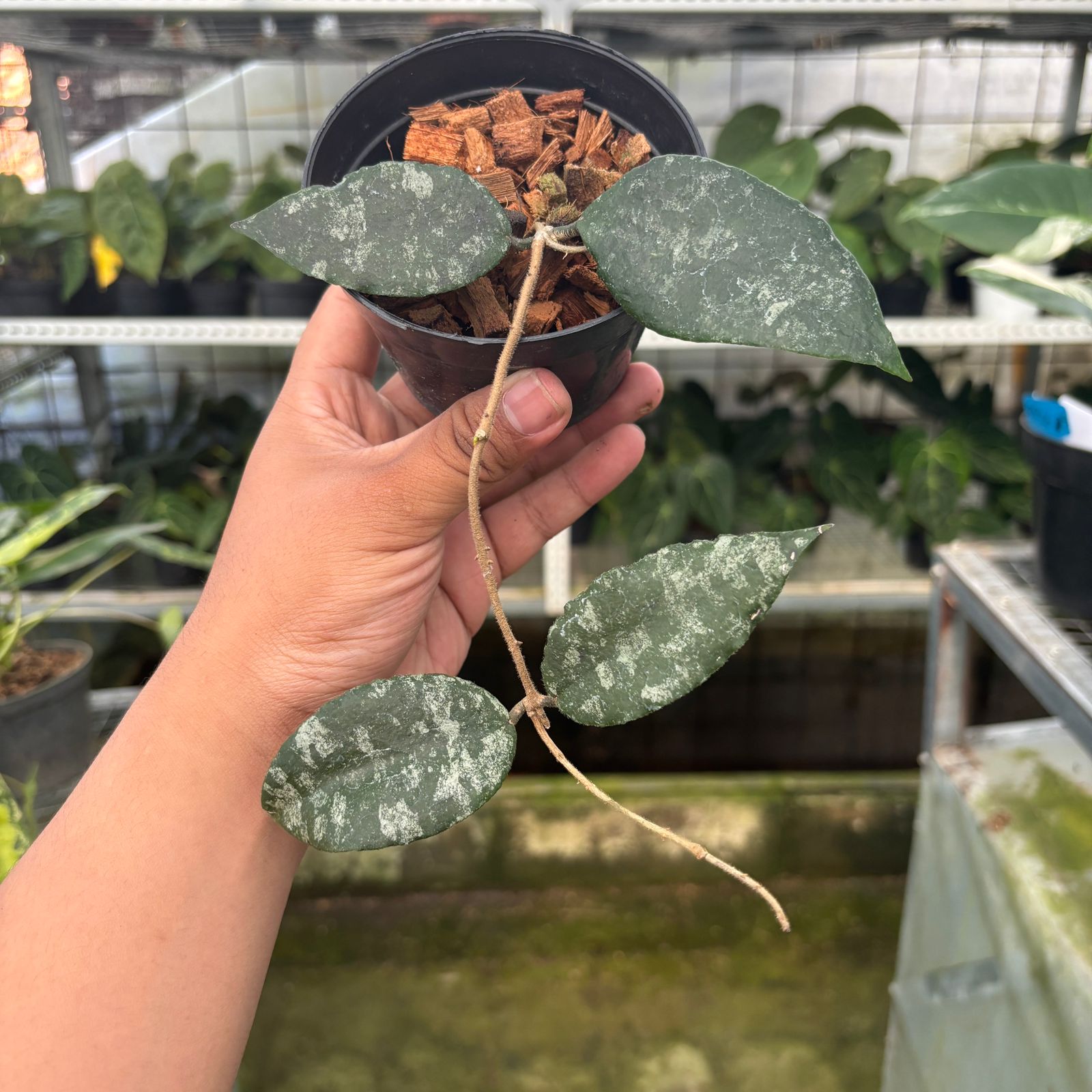RP57-9 Hoya Caudata Splash