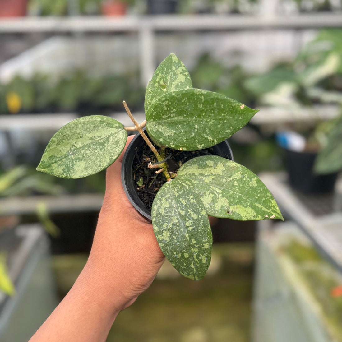 RP58-9 Hoya verticillata High splash