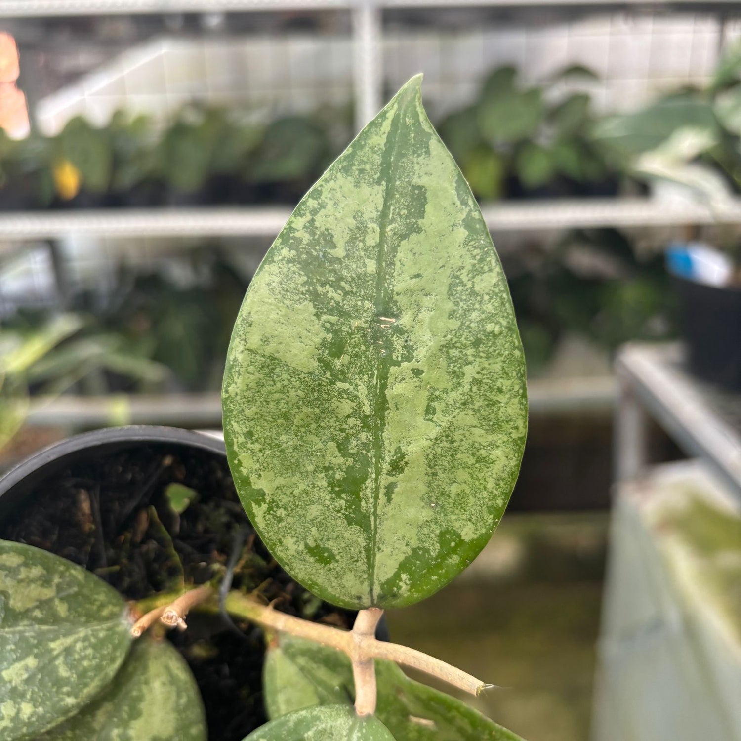RP58-9 Hoya verticillata High splash