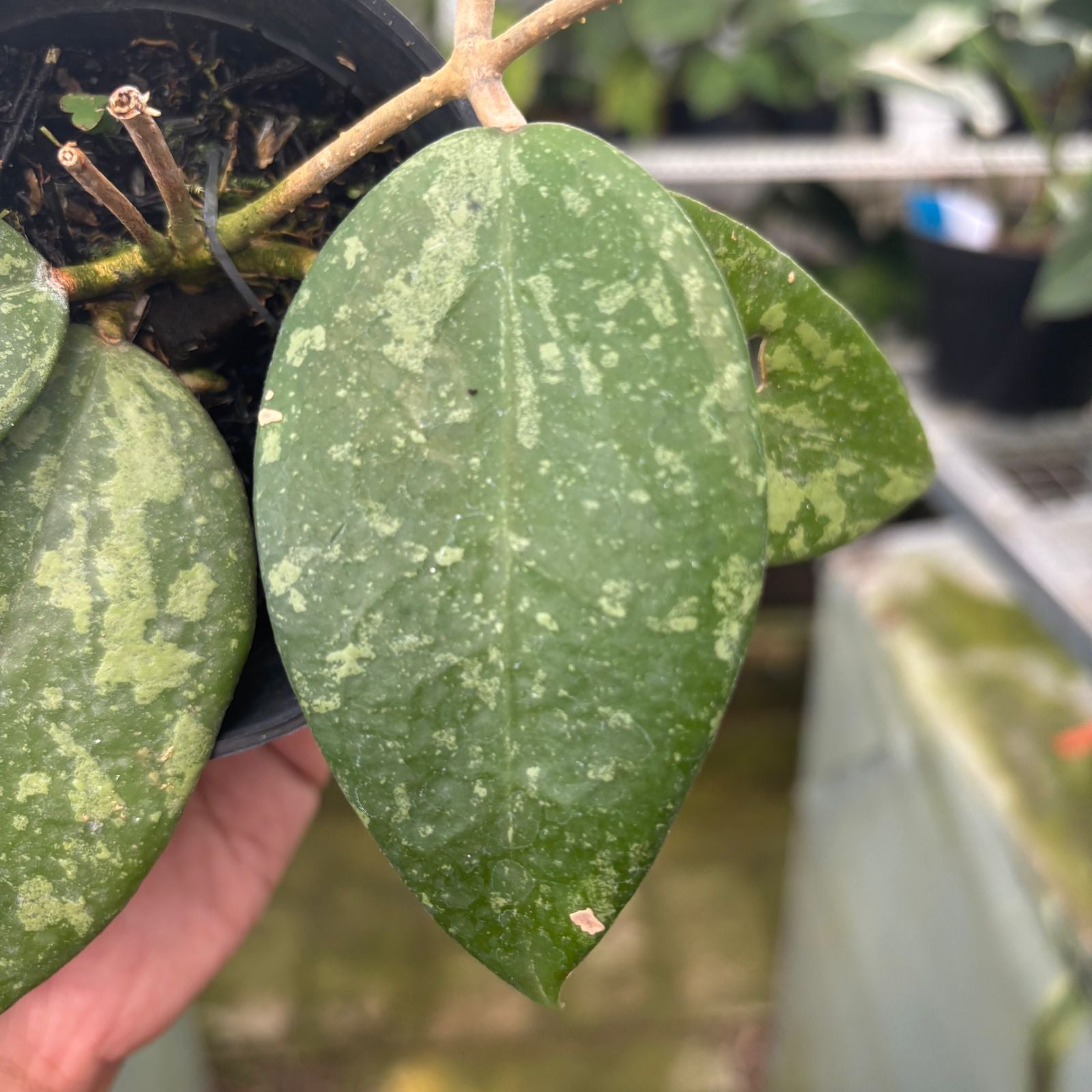RP58-9 Hoya verticillata High splash
