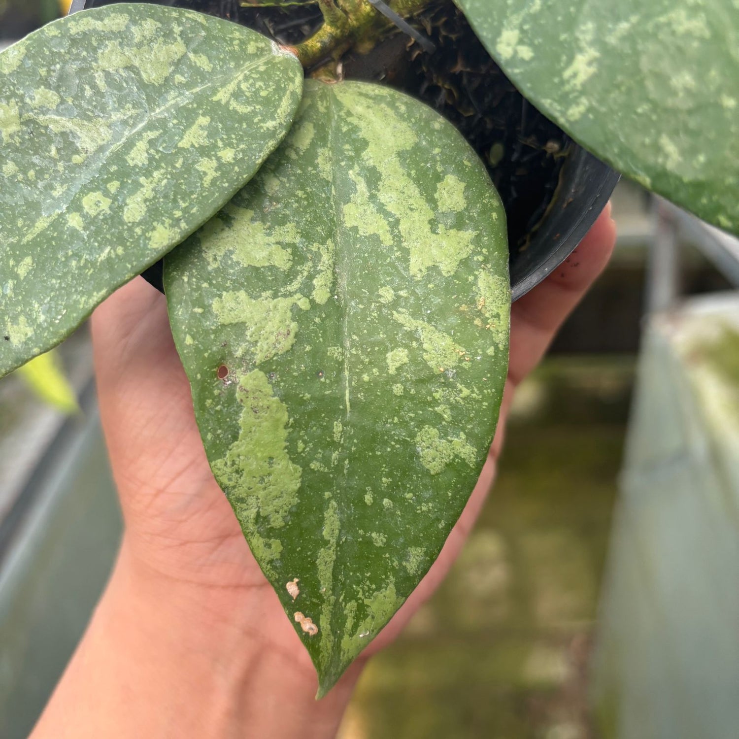 RP58-9 Hoya verticillata High splash