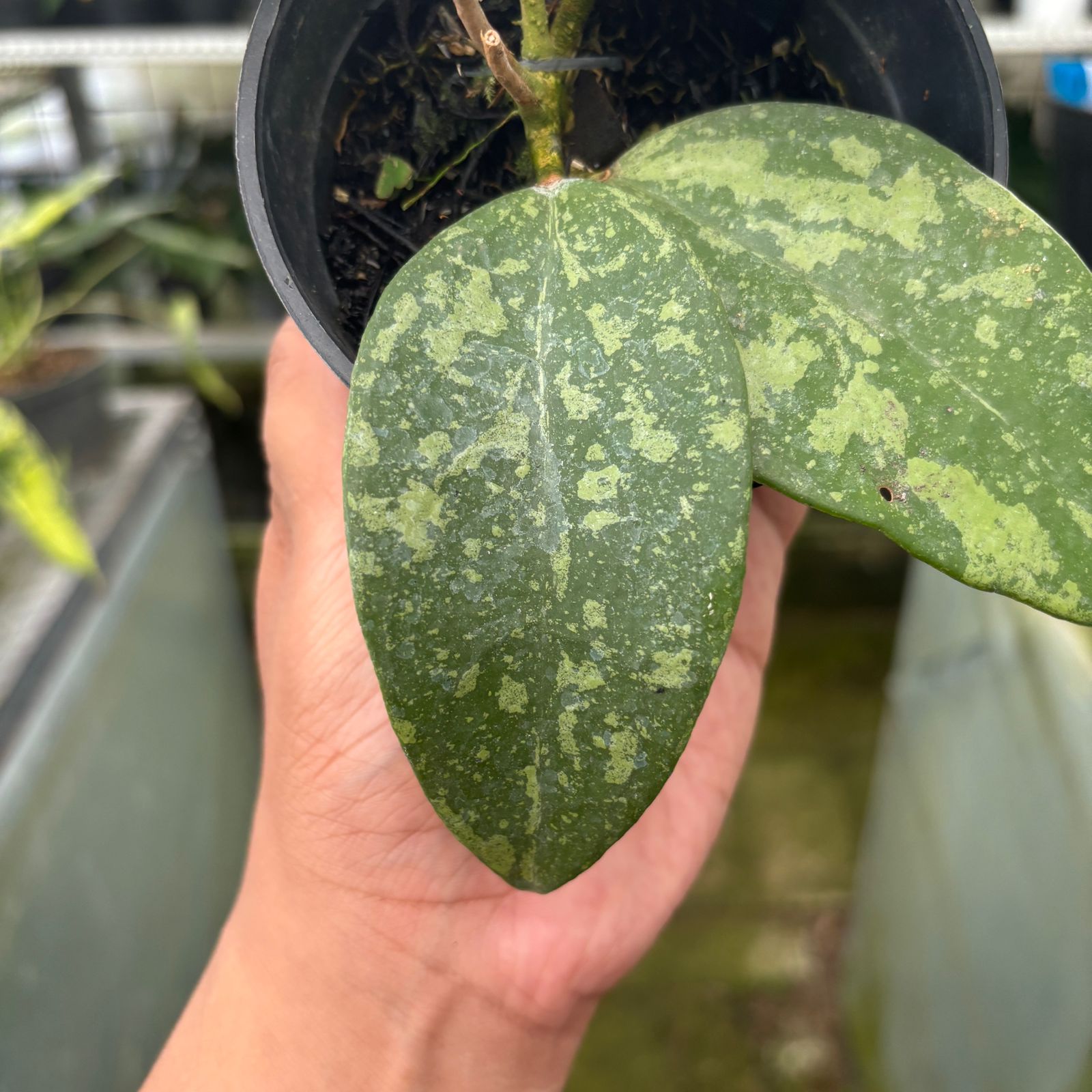 RP58-9 Hoya verticillata High splash
