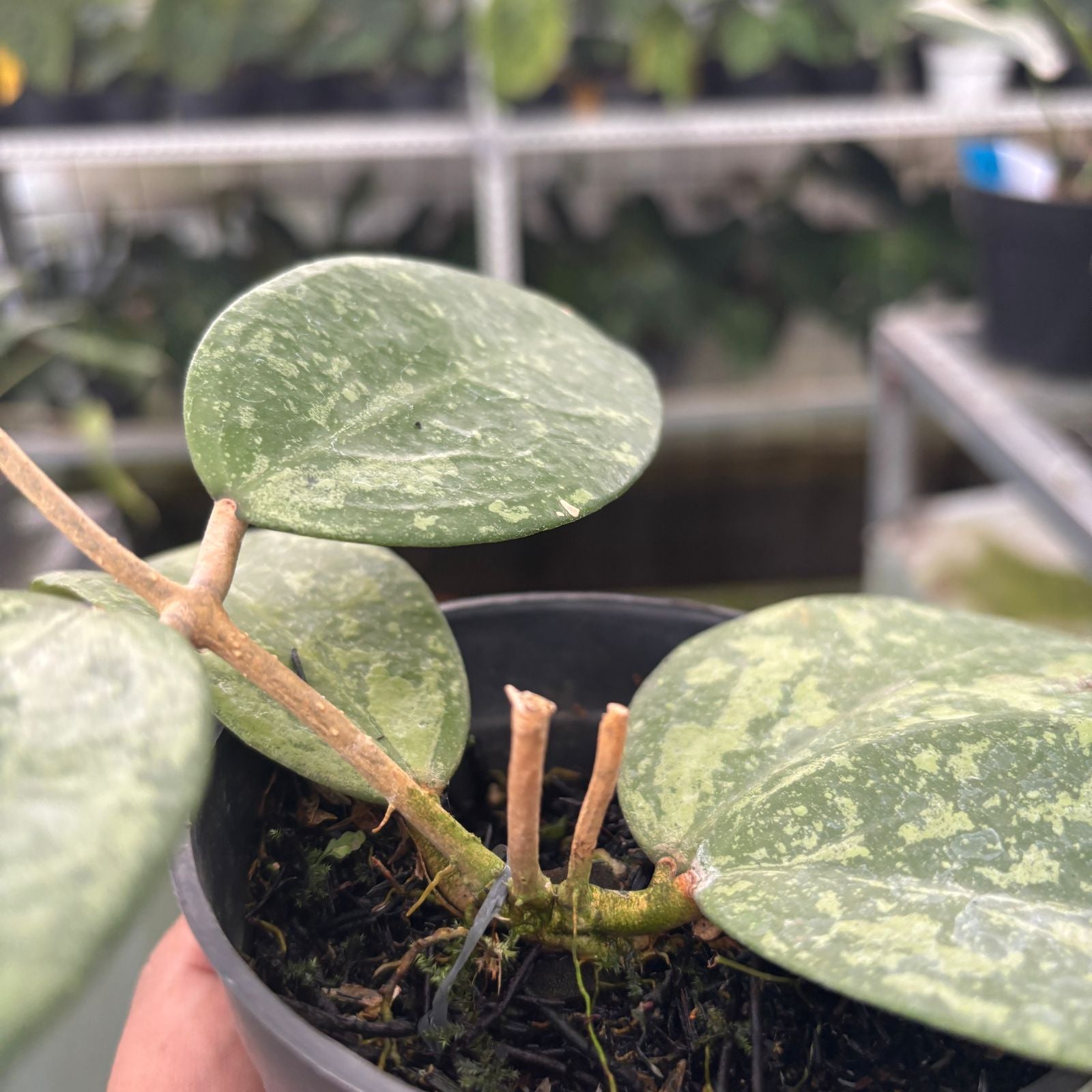 RP58-9 Hoya verticillata High splash