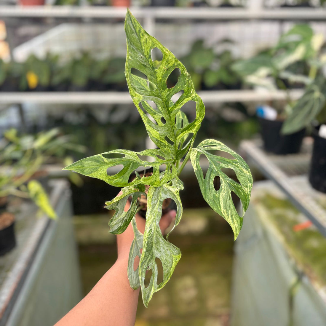 RP65-9 Monstera Adansonii Variegated Indonesia