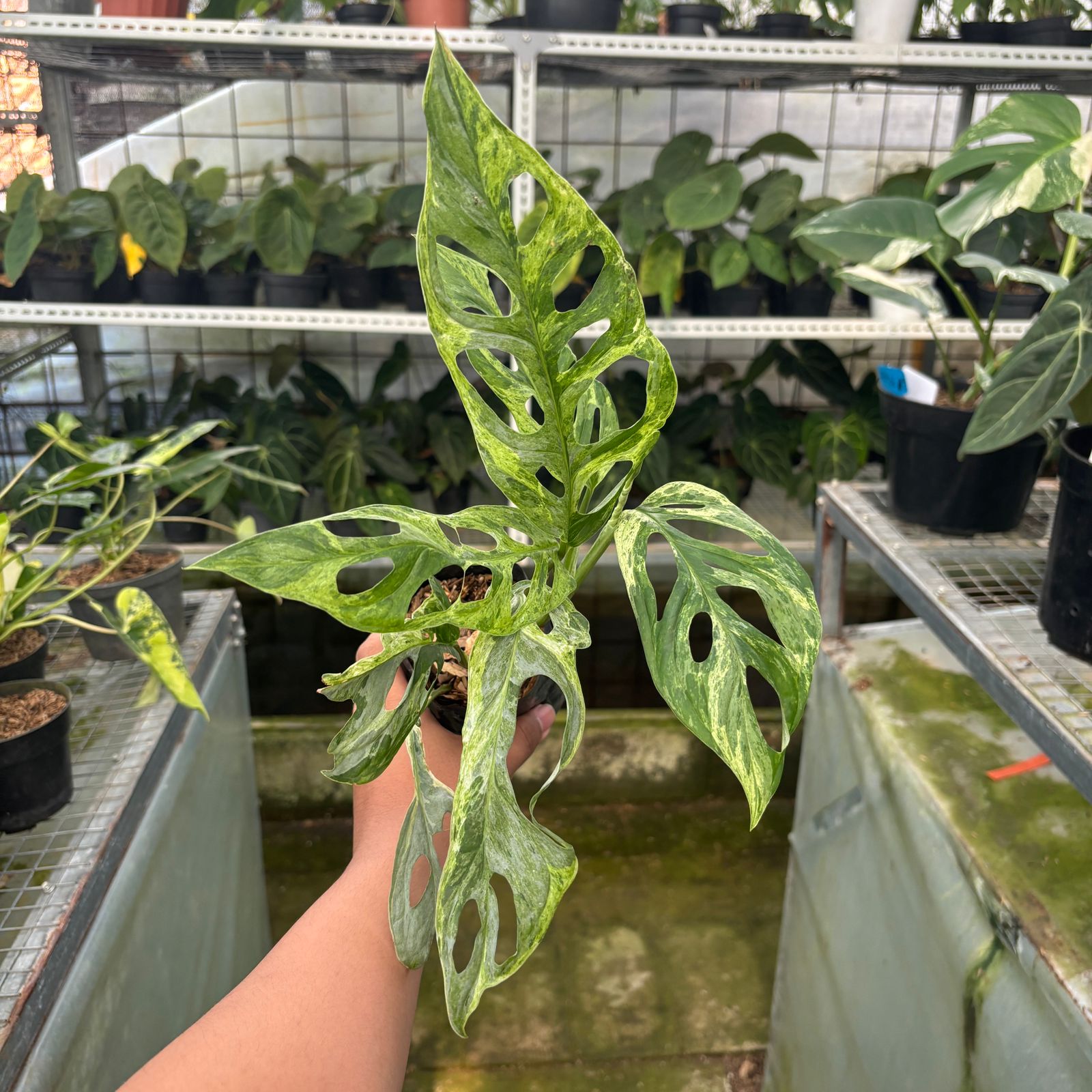 RP65-9 Monstera Adansonii Variegated Indonesia