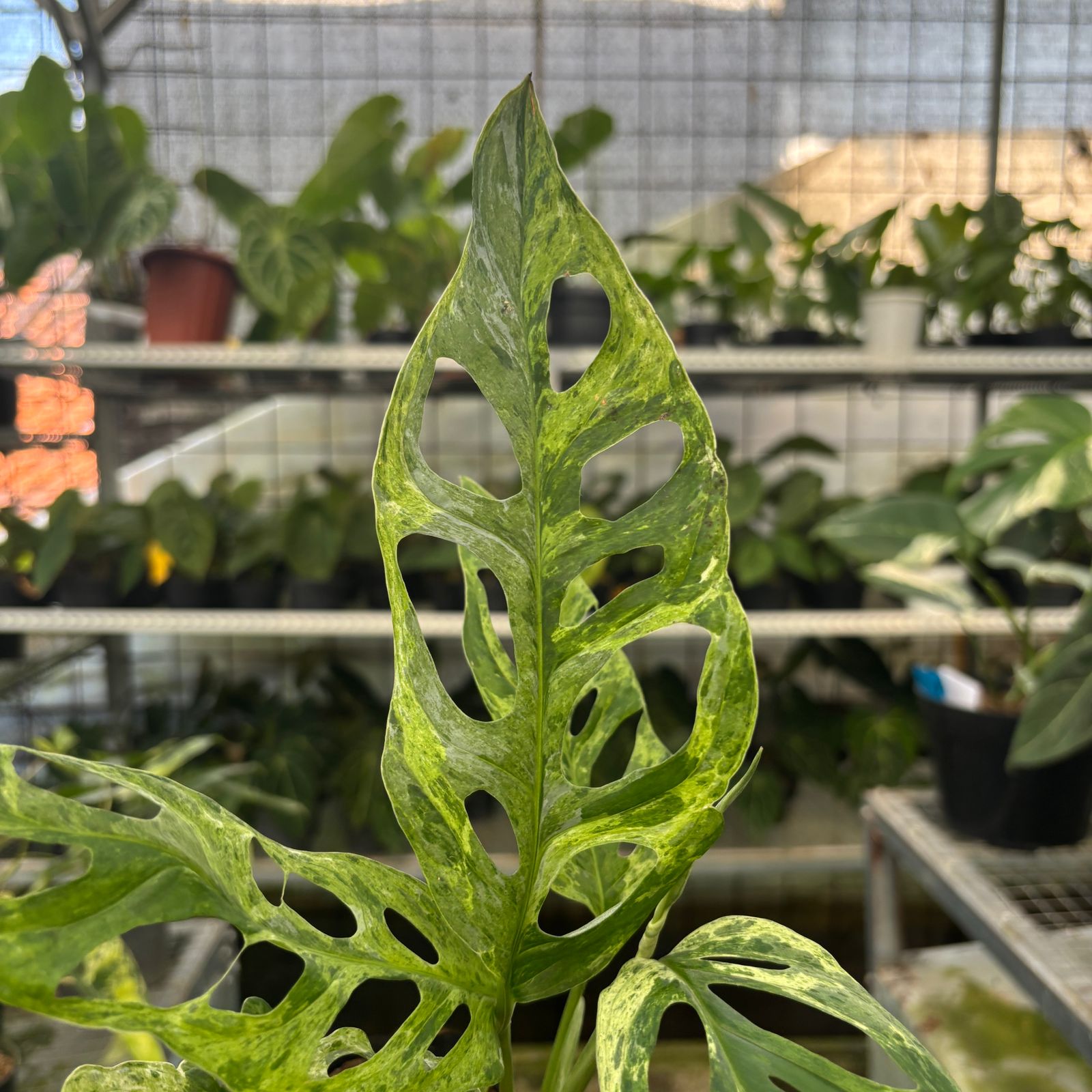 RP65-9 Monstera Adansonii Variegated Indonesia