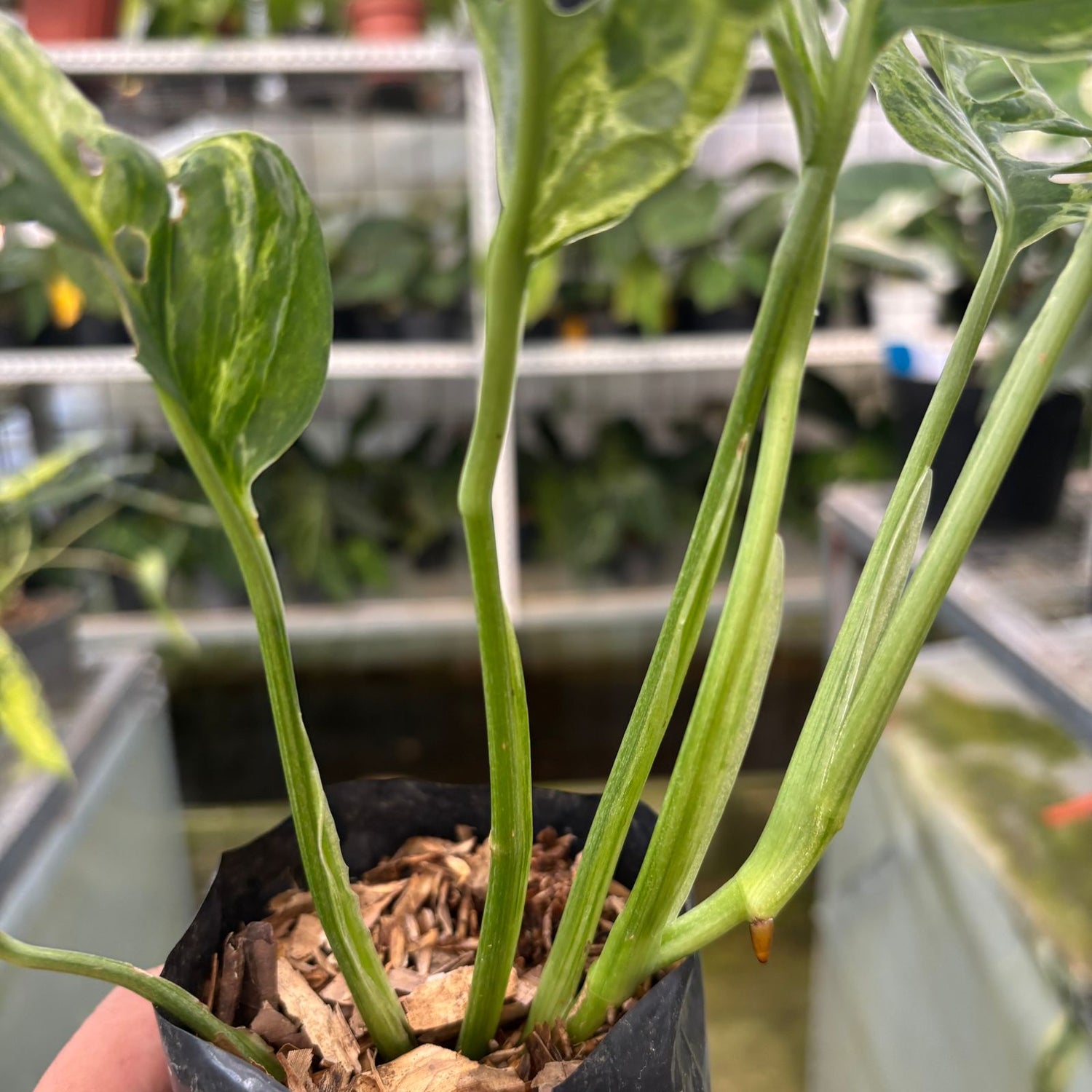 RP65-9 Monstera Adansonii Variegated Indonesia
