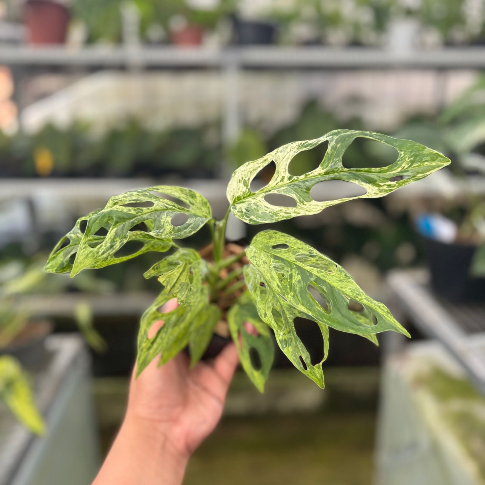 RP66-9 Monstera Adansonii Variegated Indonesia