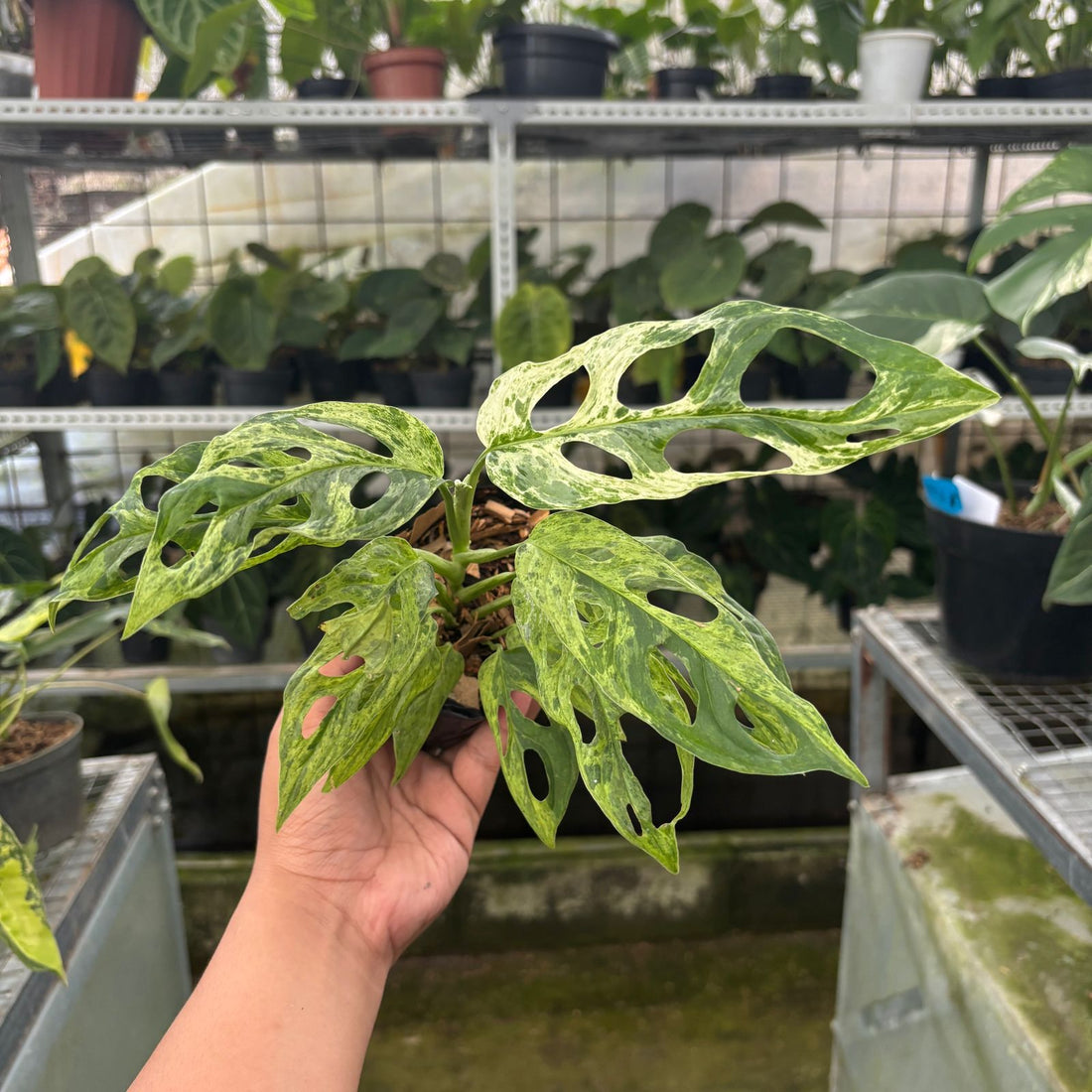 RP66-9 Monstera Adansonii Variegated Indonesia