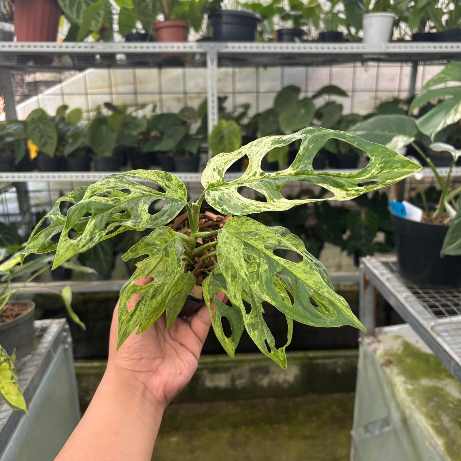 RP66-9 Monstera Adansonii Variegated Indonesia