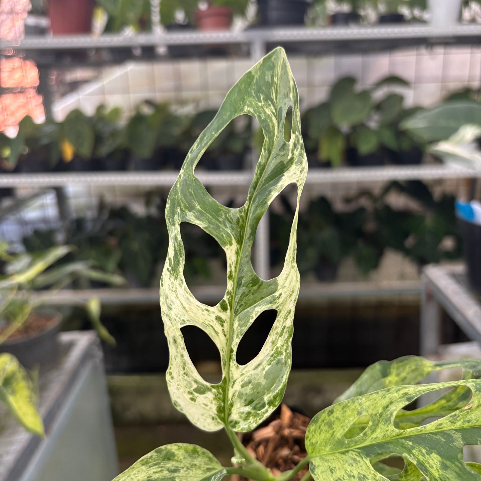 RP66-9 Monstera Adansonii Variegated Indonesia