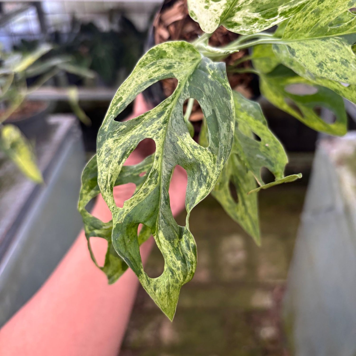 RP66-9 Monstera Adansonii Variegated Indonesia
