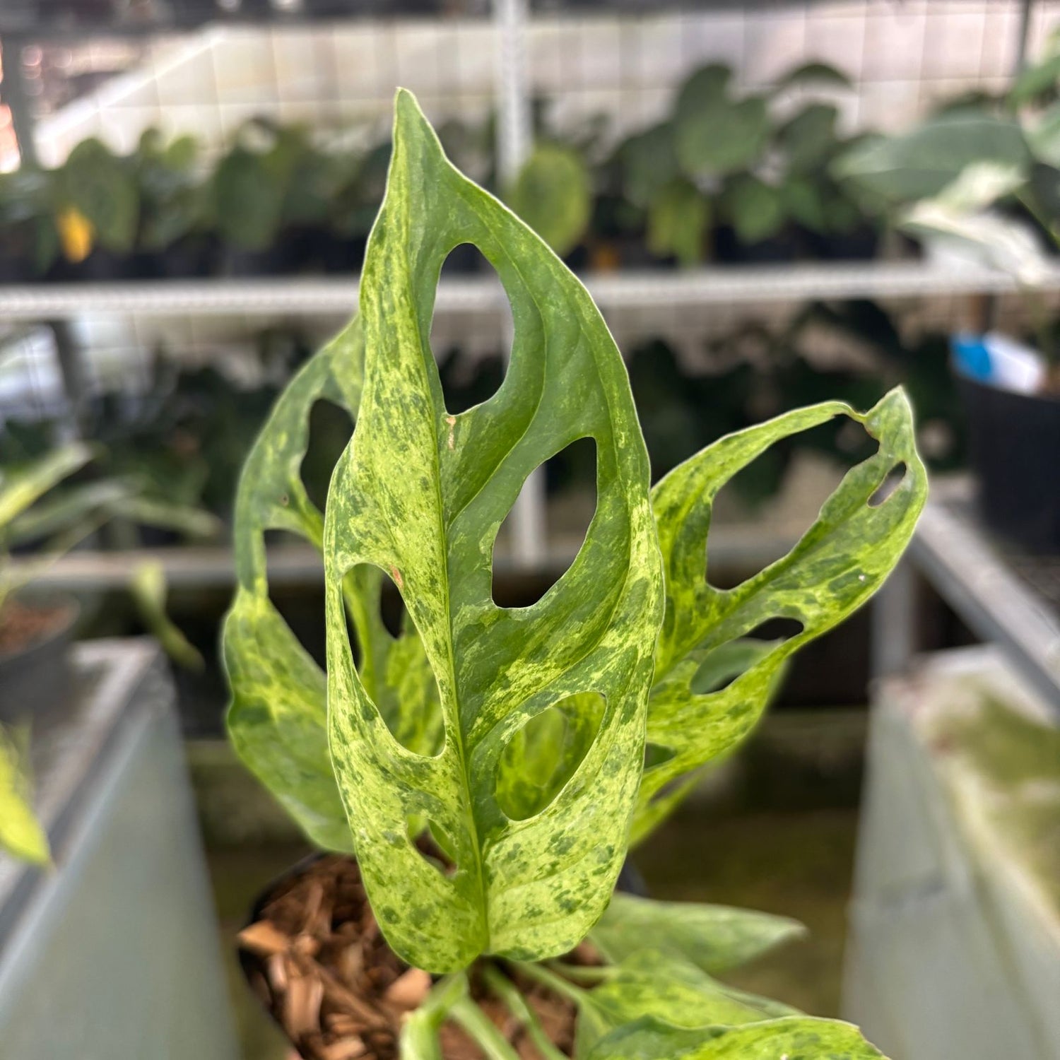RP66-9 Monstera Adansonii Variegated Indonesia