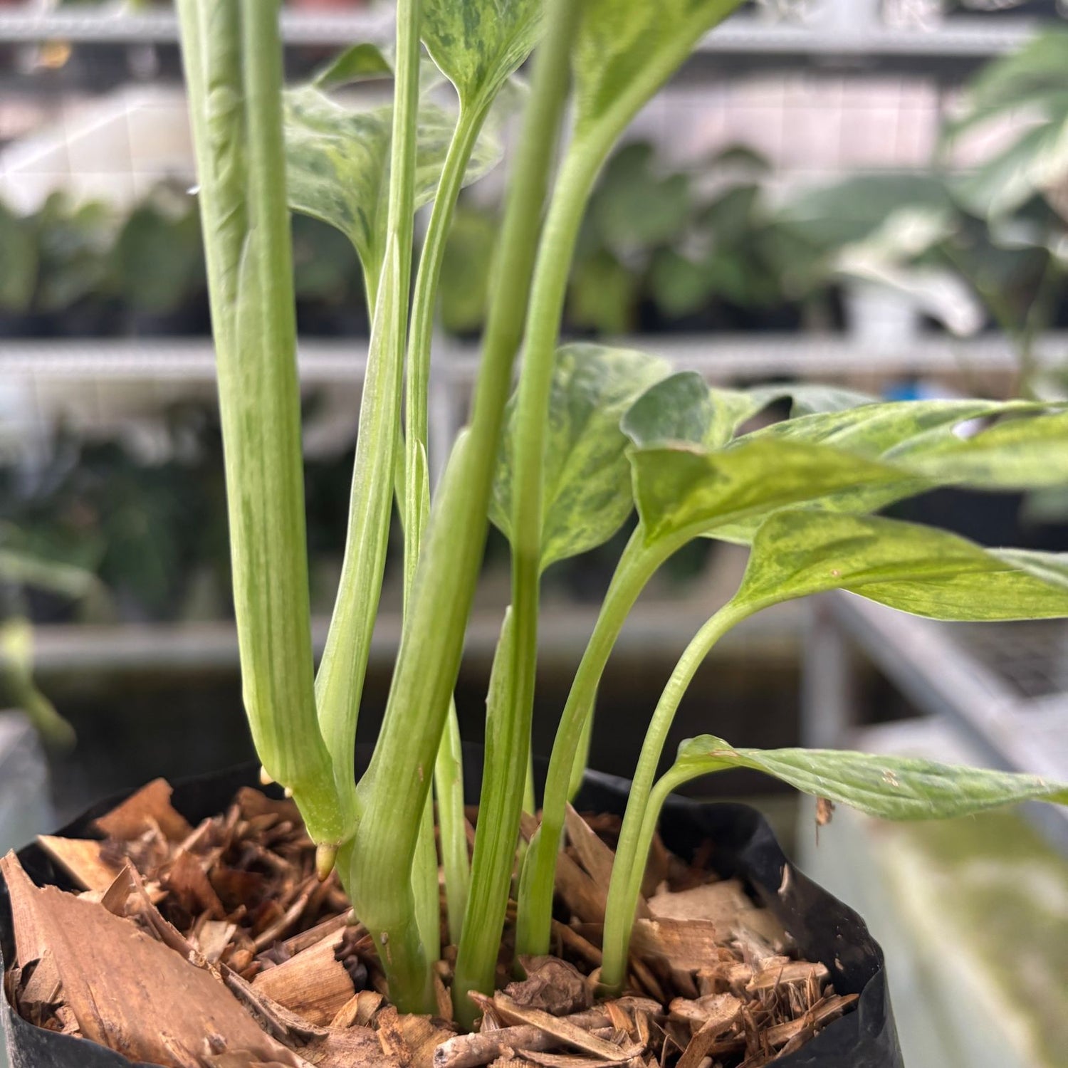RP66-9 Monstera Adansonii Variegated Indonesia