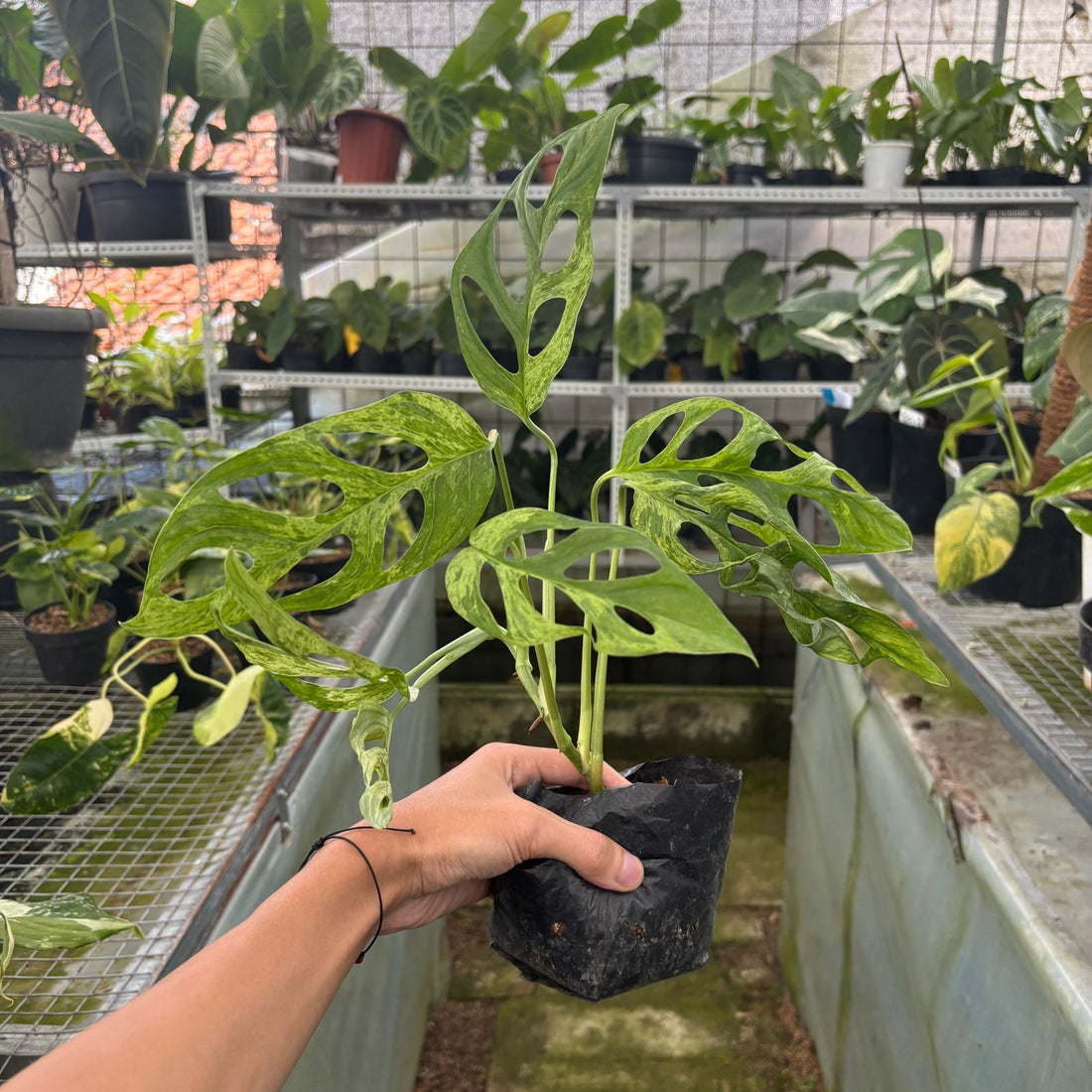 RP62-9 Monstera Adansonii Variegated Indonesia