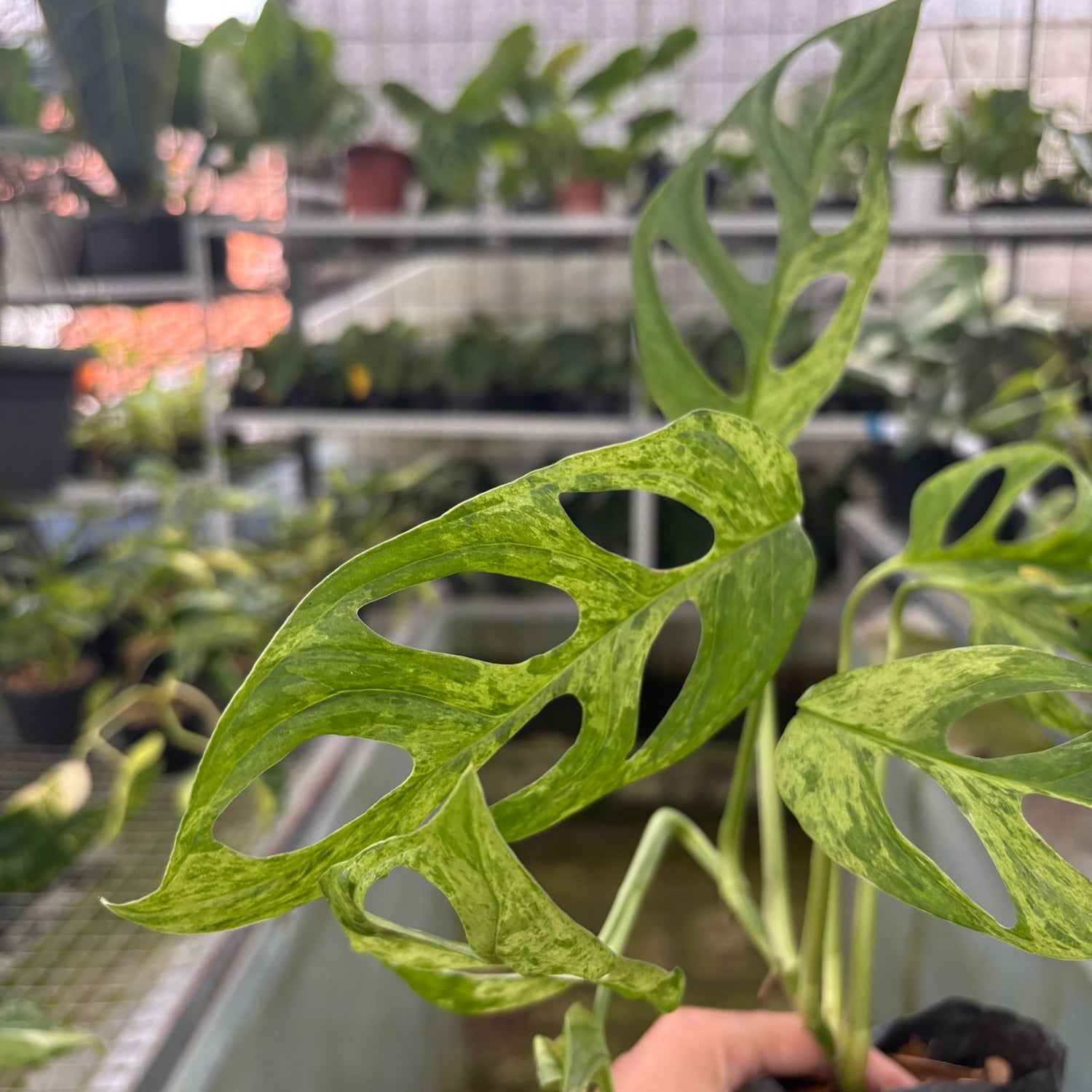 RP62-9 Monstera Adansonii Variegated Indonesia