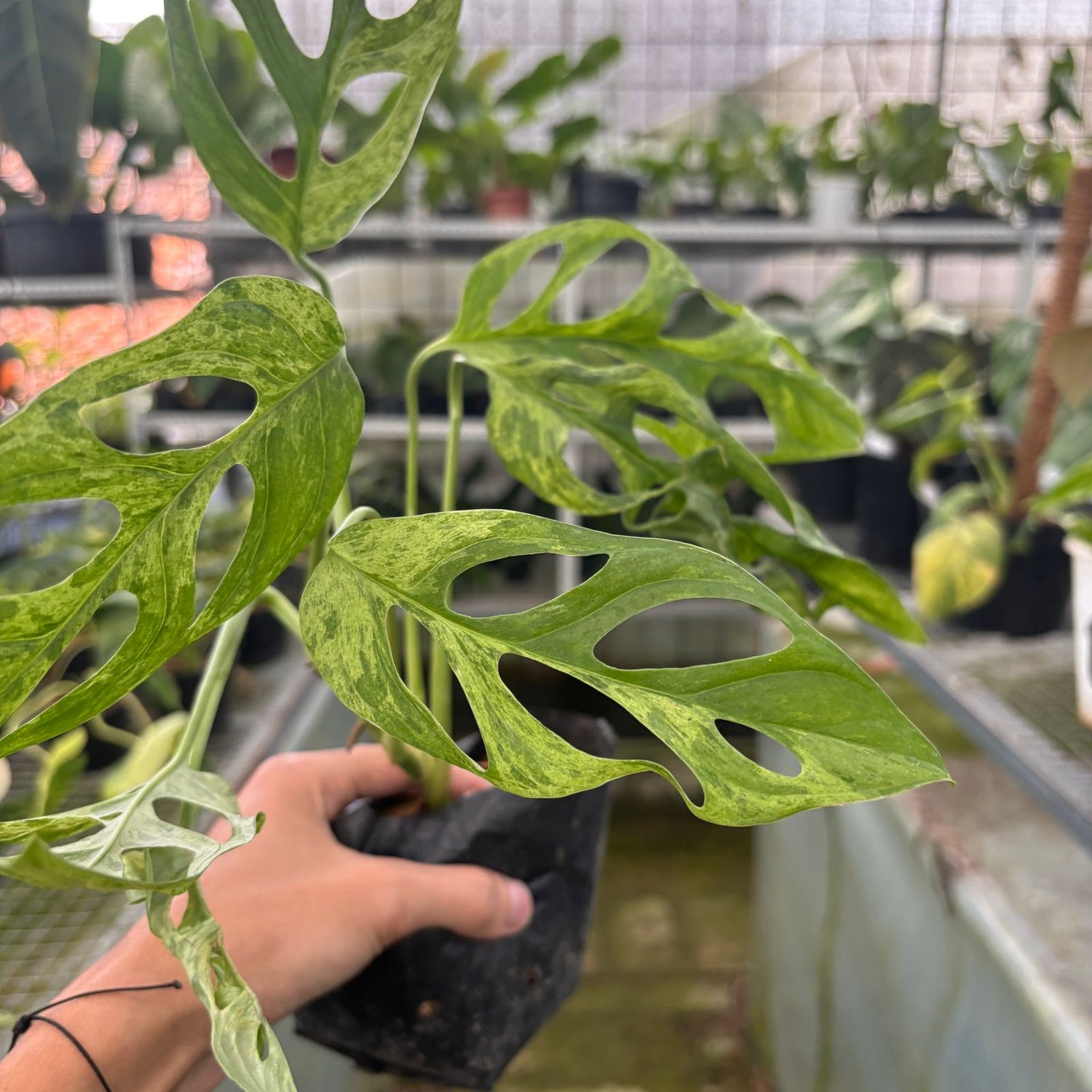 RP62-9 Monstera Adansonii Variegated Indonesia