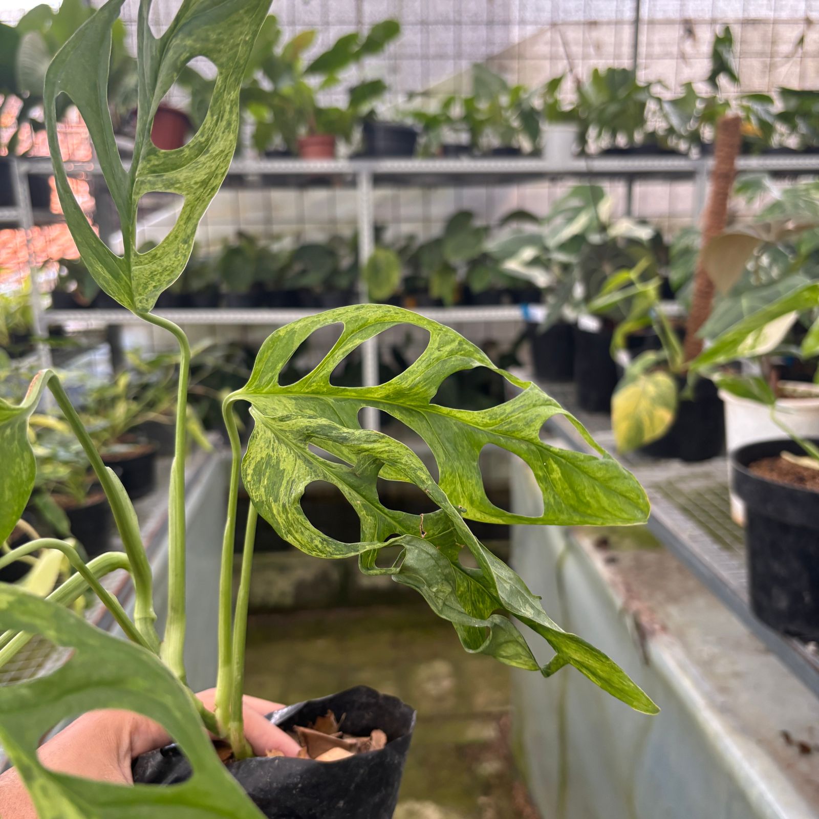 RP62-9 Monstera Adansonii Variegated Indonesia