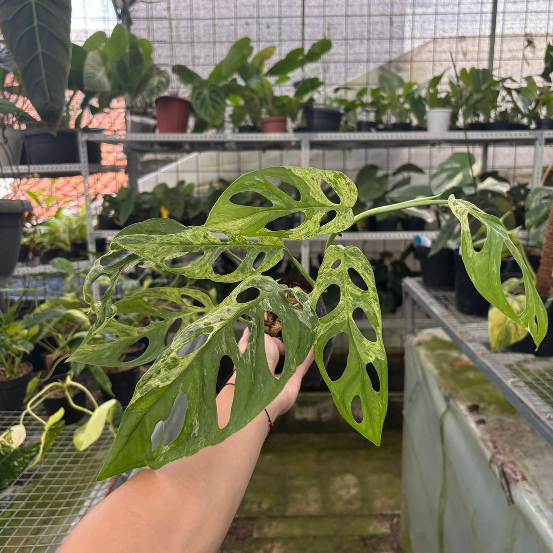 RP63-9 Monstera Adansonii Variegated Indonesia