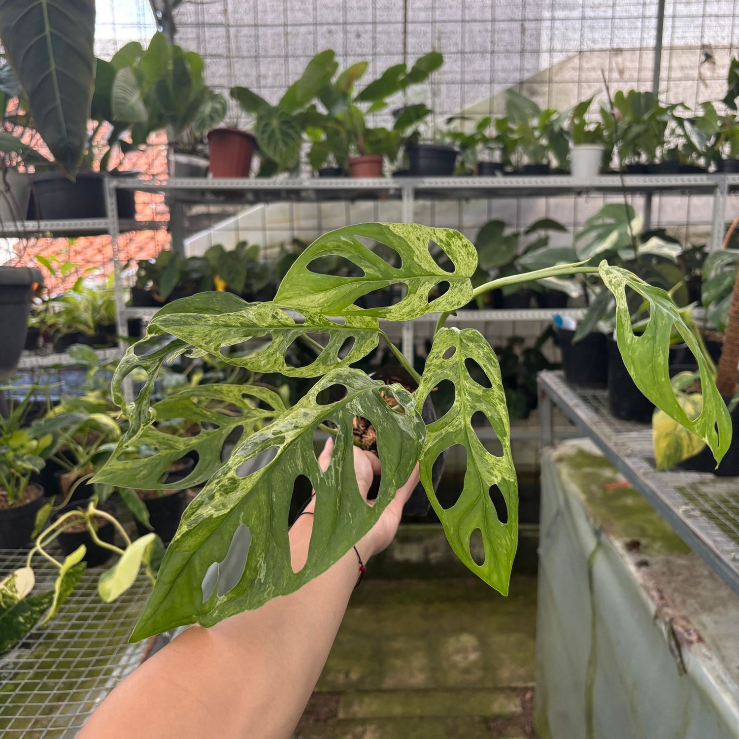 RP63-9 Monstera Adansonii Variegated Indonesia