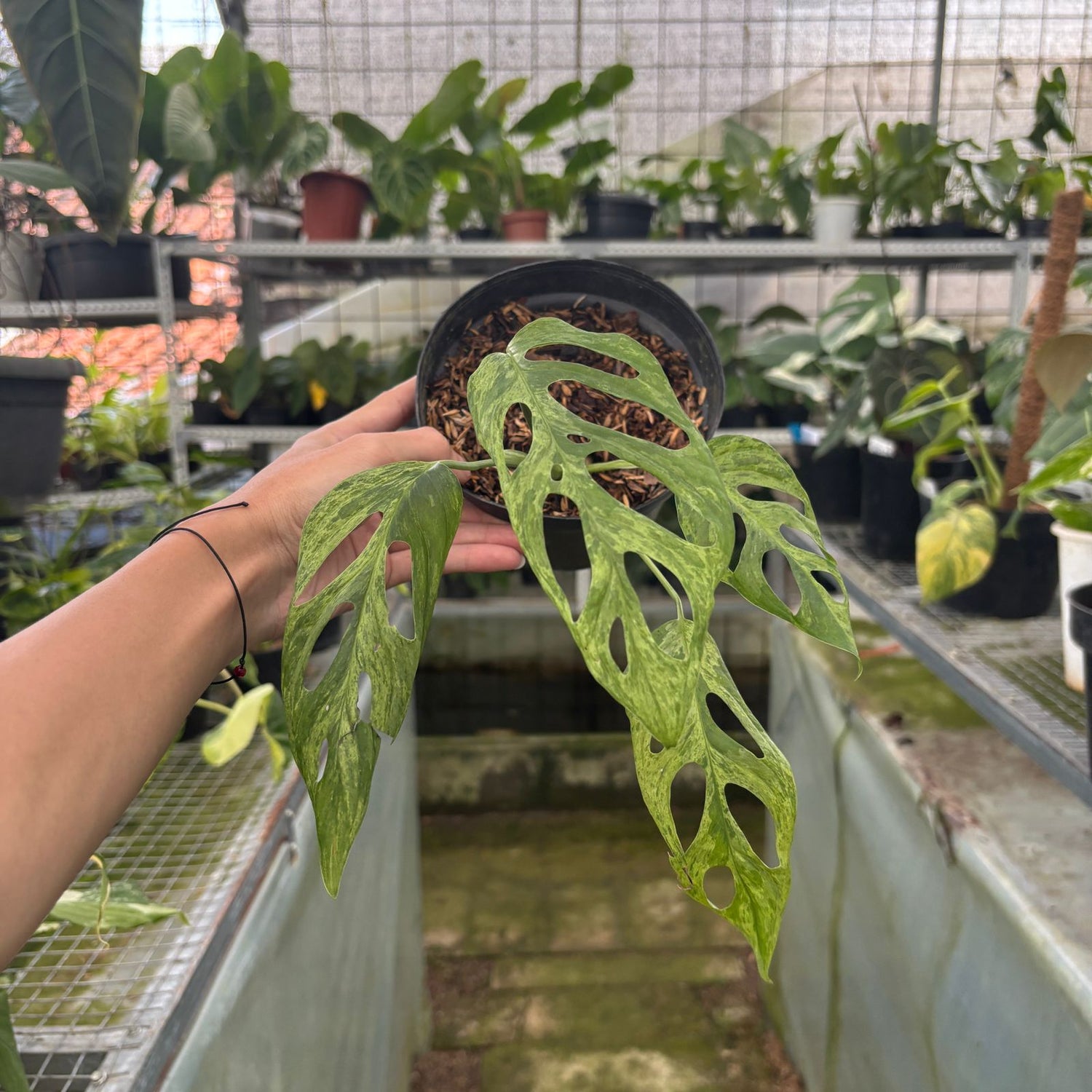 RP64-9 Monstera Adansonii Variegated Indonesia