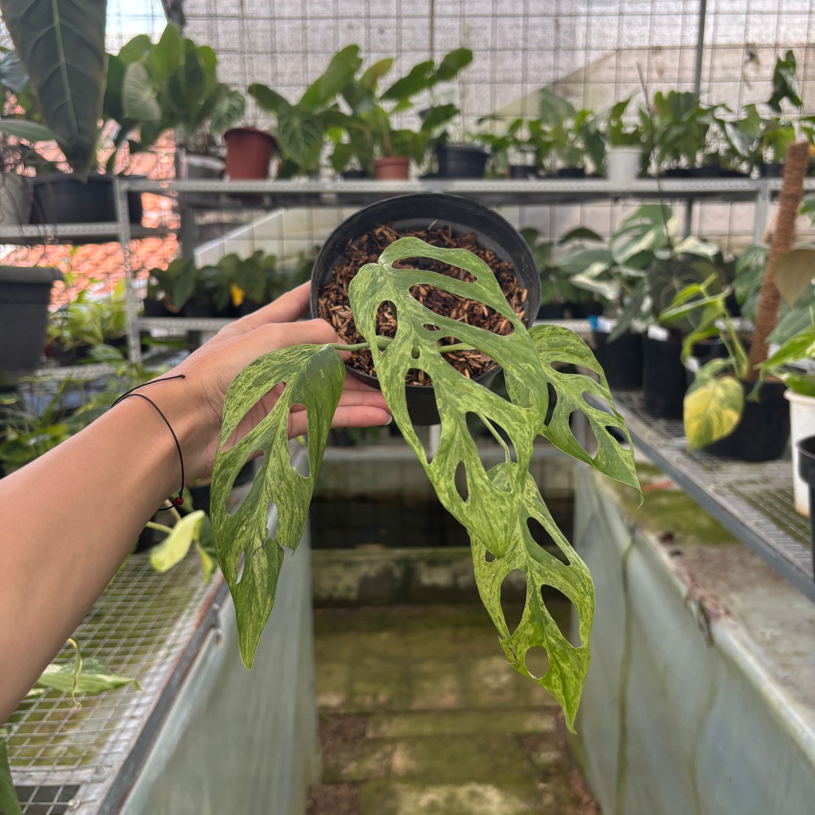 RP64-9 Monstera Adansonii Variegated Indonesia