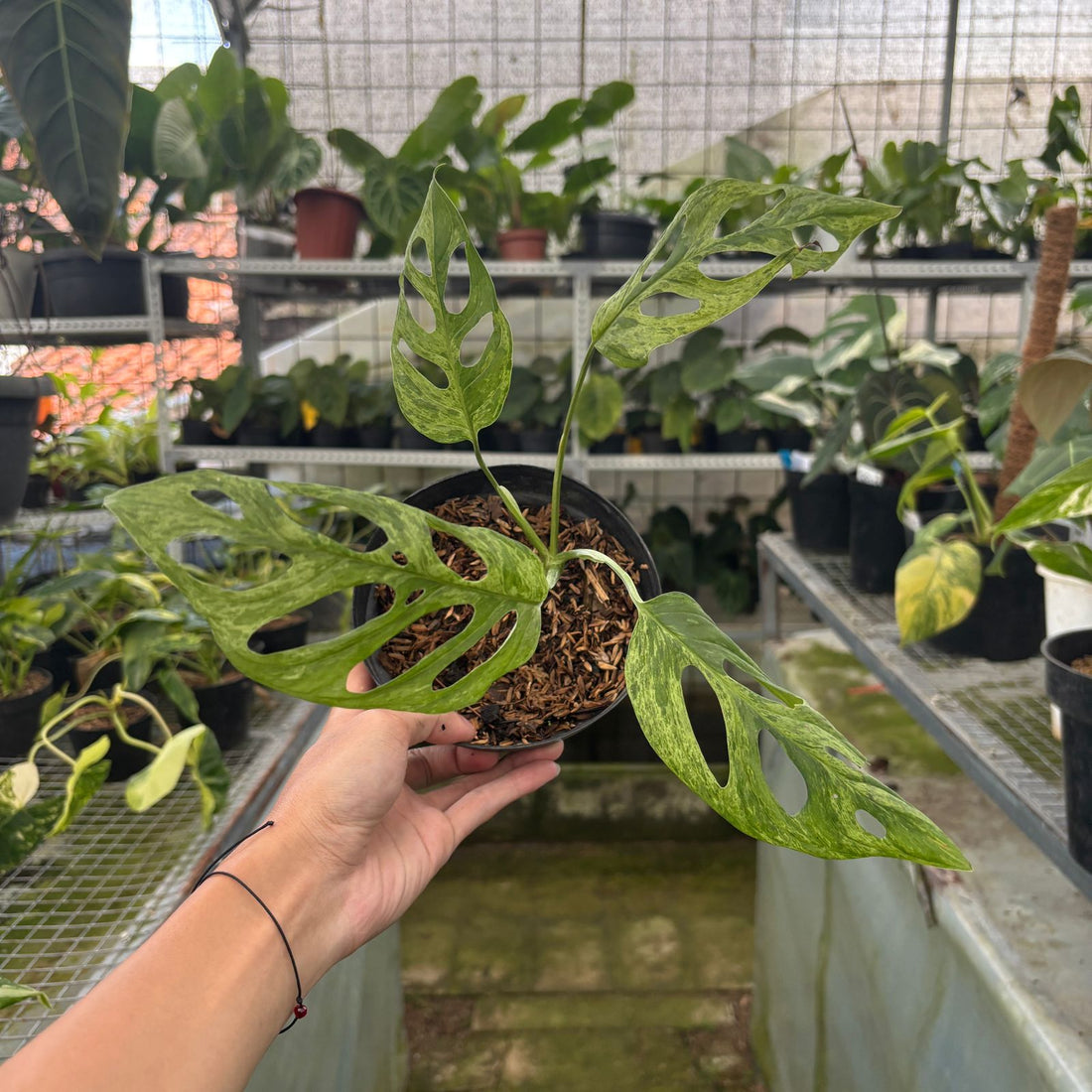 RP64-9 Monstera Adansonii Variegated Indonesia