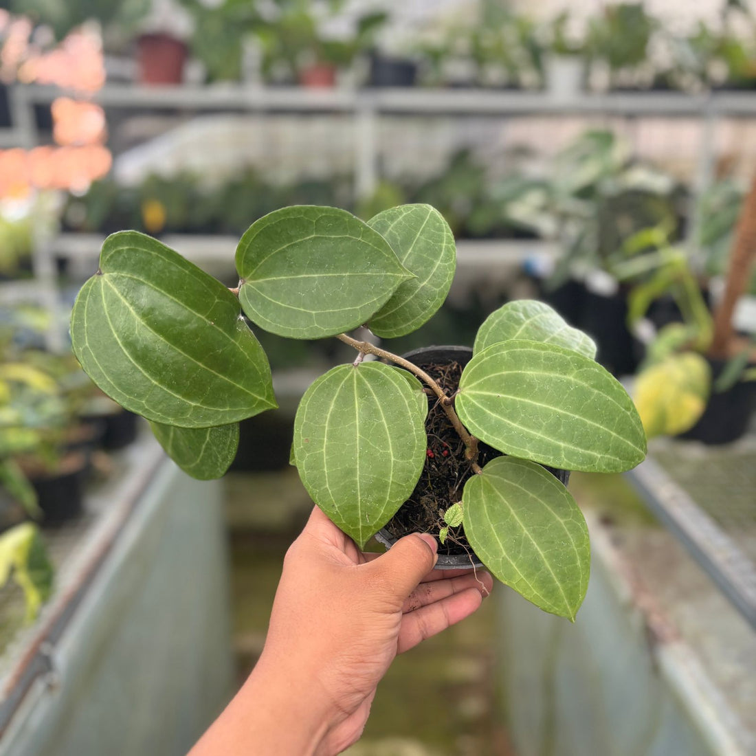 RP72-9 Hoya Macrophylla Water Melon
