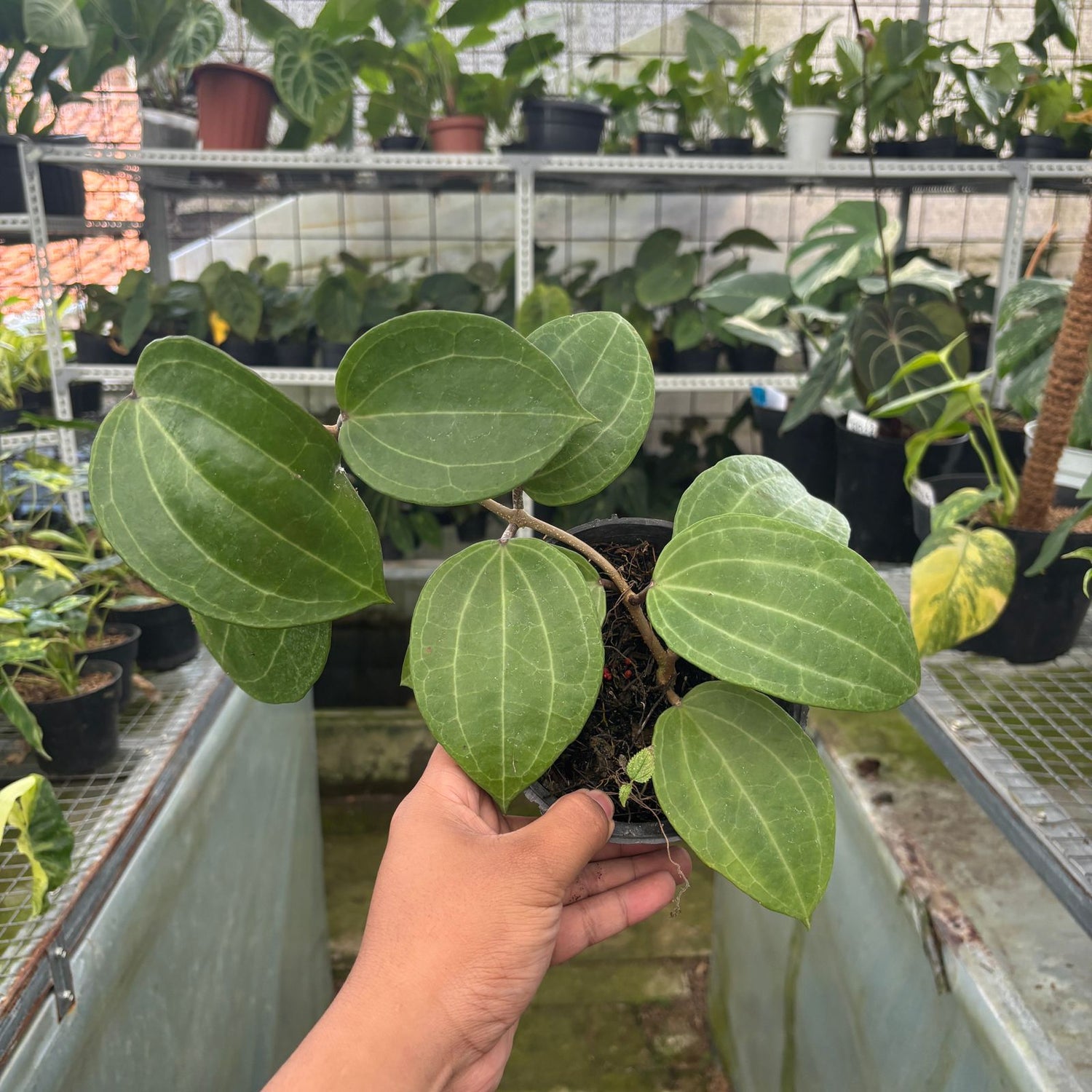 RP72-9 Hoya Macrophylla Water Melon