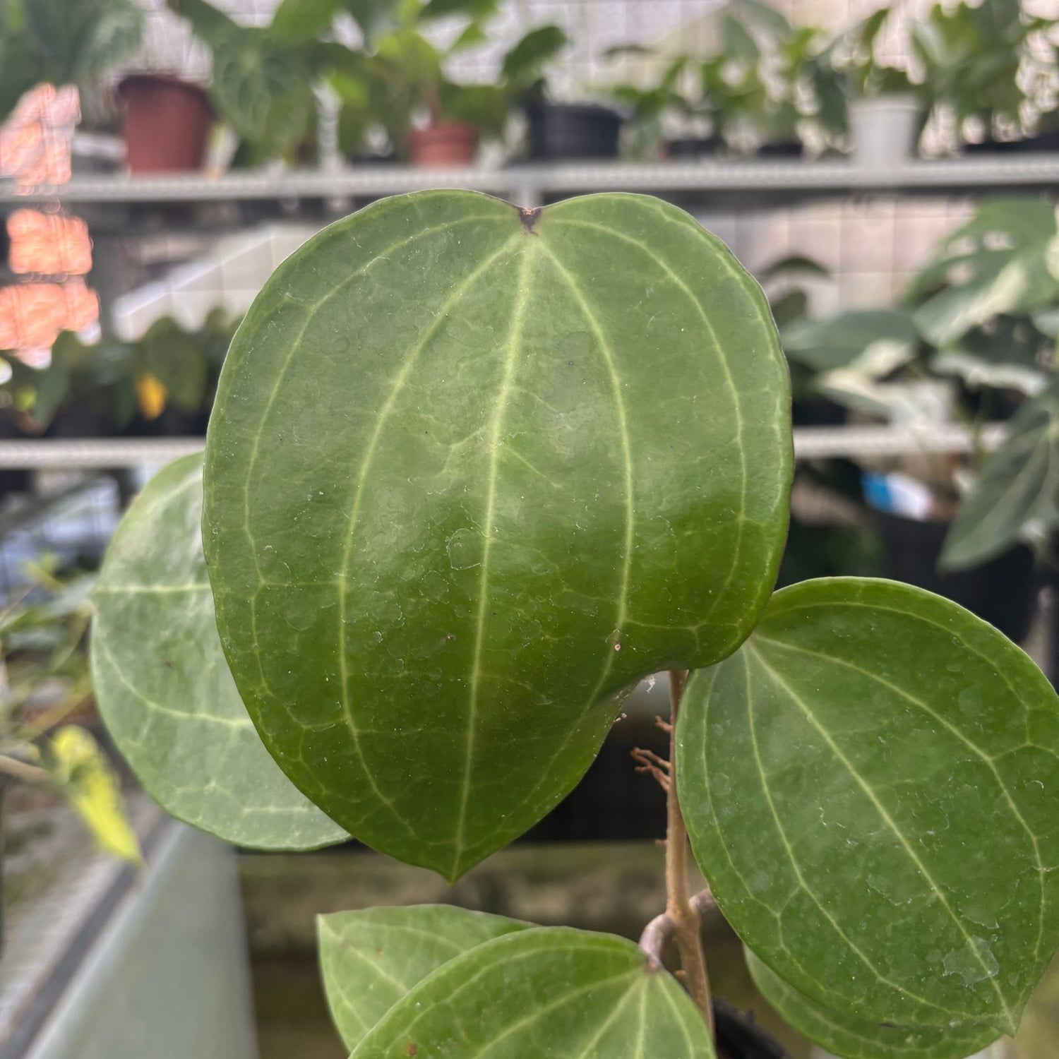 RP72-9 Hoya Macrophylla Water Melon