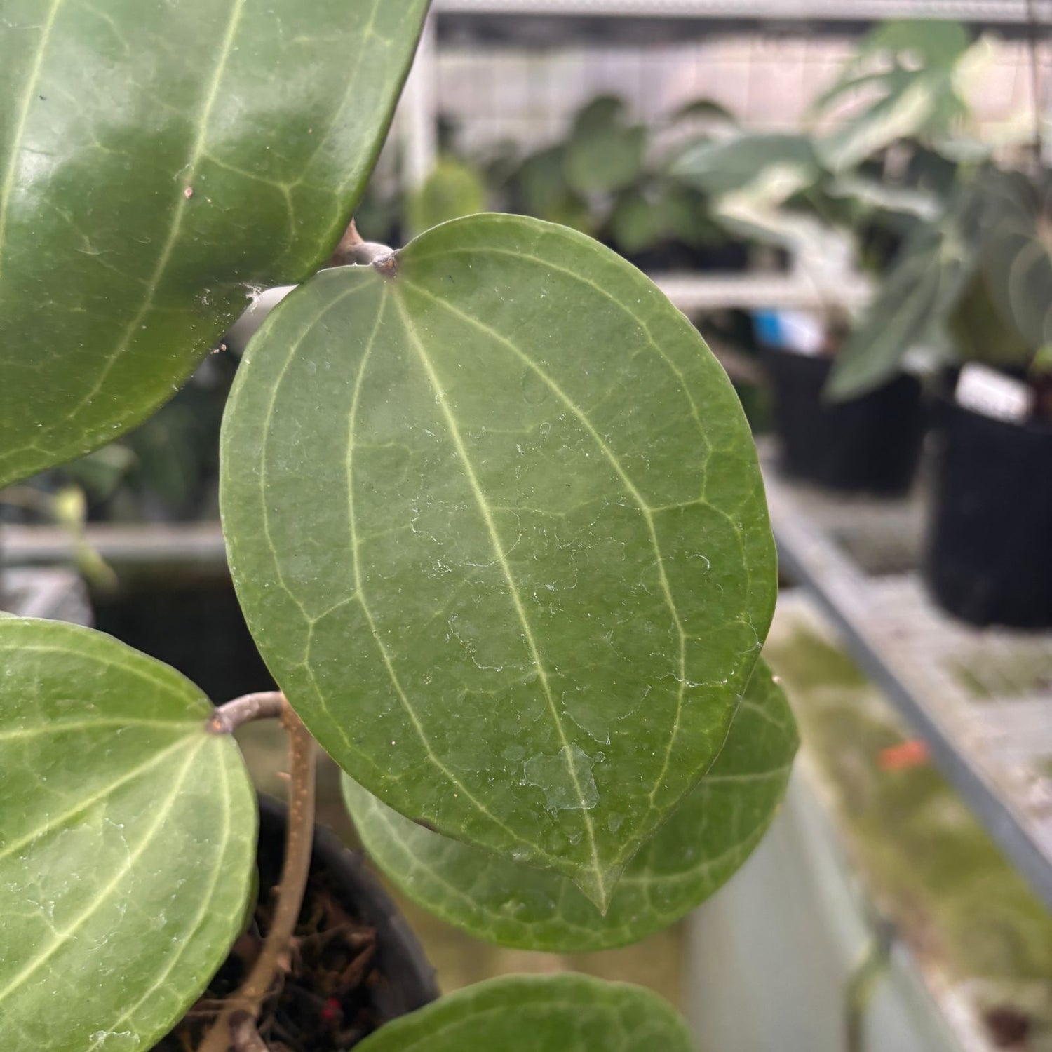 RP72-9 Hoya Macrophylla Water Melon