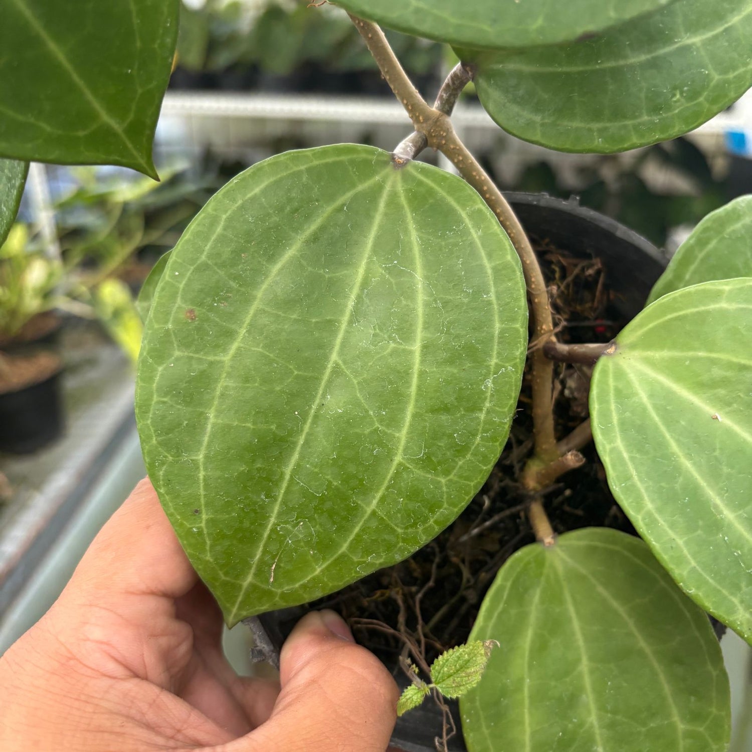 RP72-9 Hoya Macrophylla Water Melon