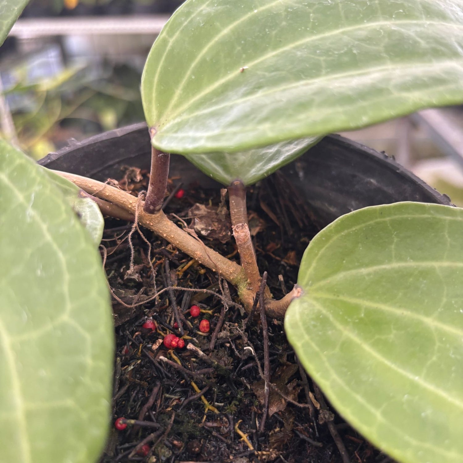 RP72-9 Hoya Macrophylla Water Melon