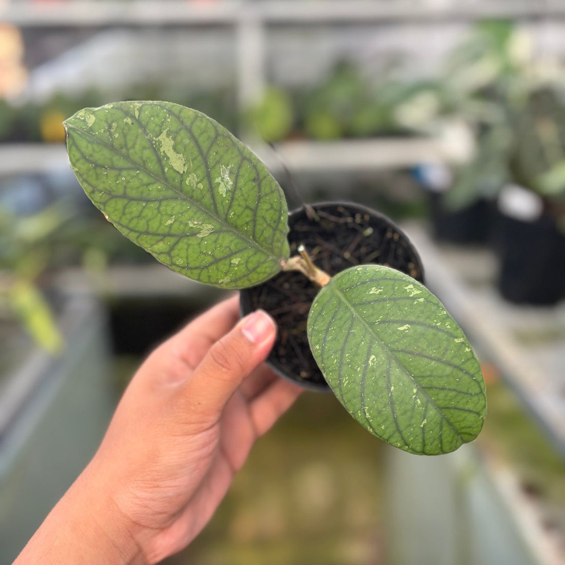 RP70-9 Hoya Meredhitii Round Leaf