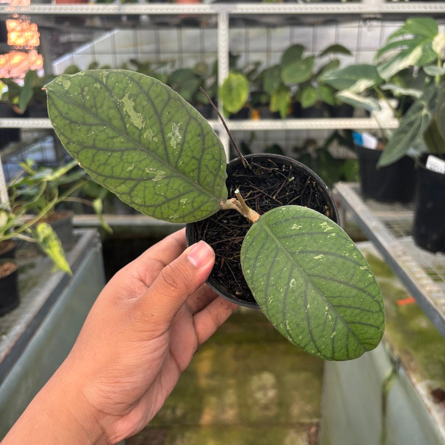 RP70-9 Hoya Meredhitii Round Leaf