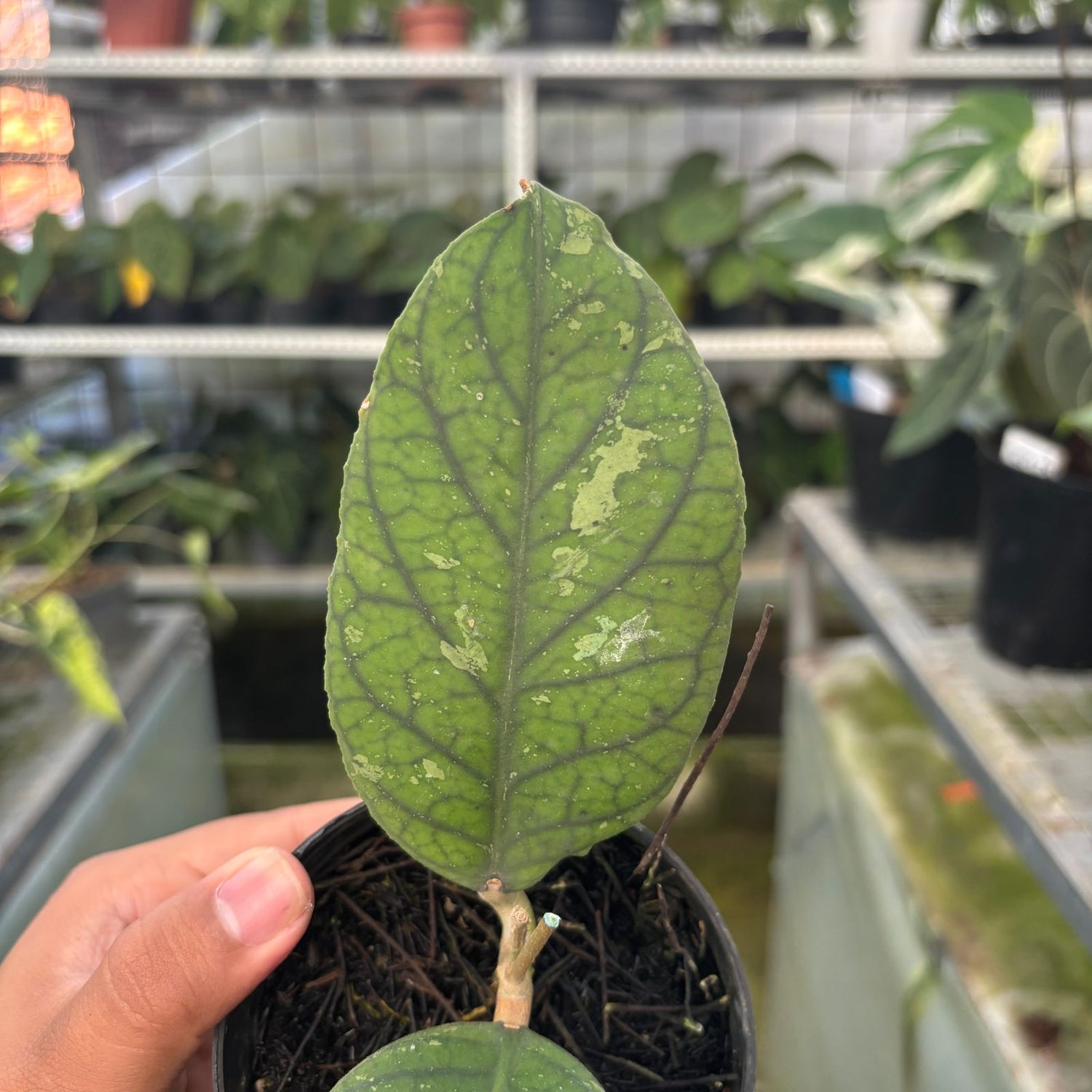 RP70-9 Hoya Meredhitii Round Leaf