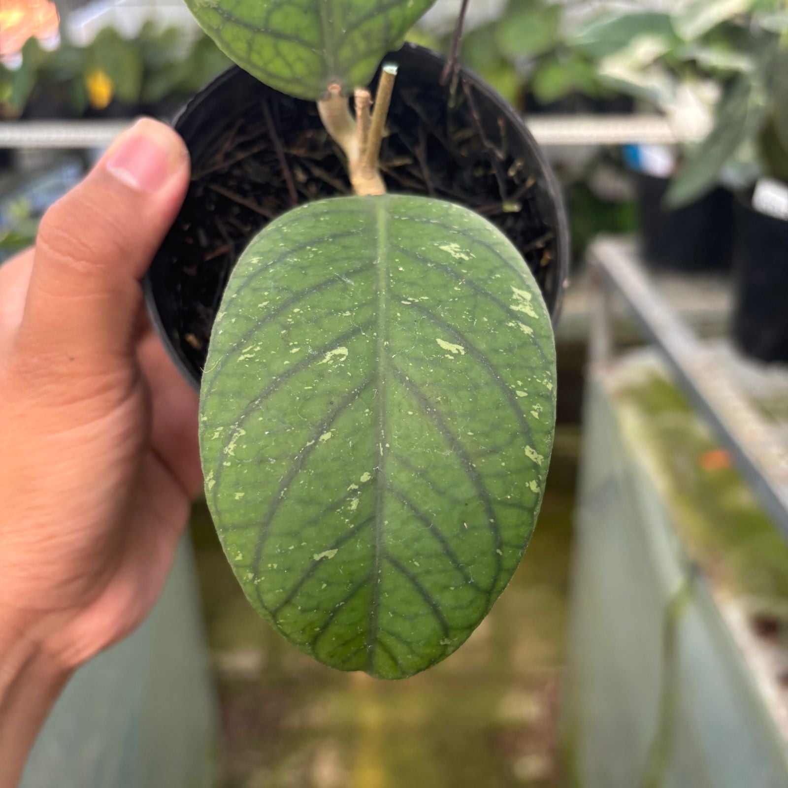 RP70-9 Hoya Meredhitii Round Leaf