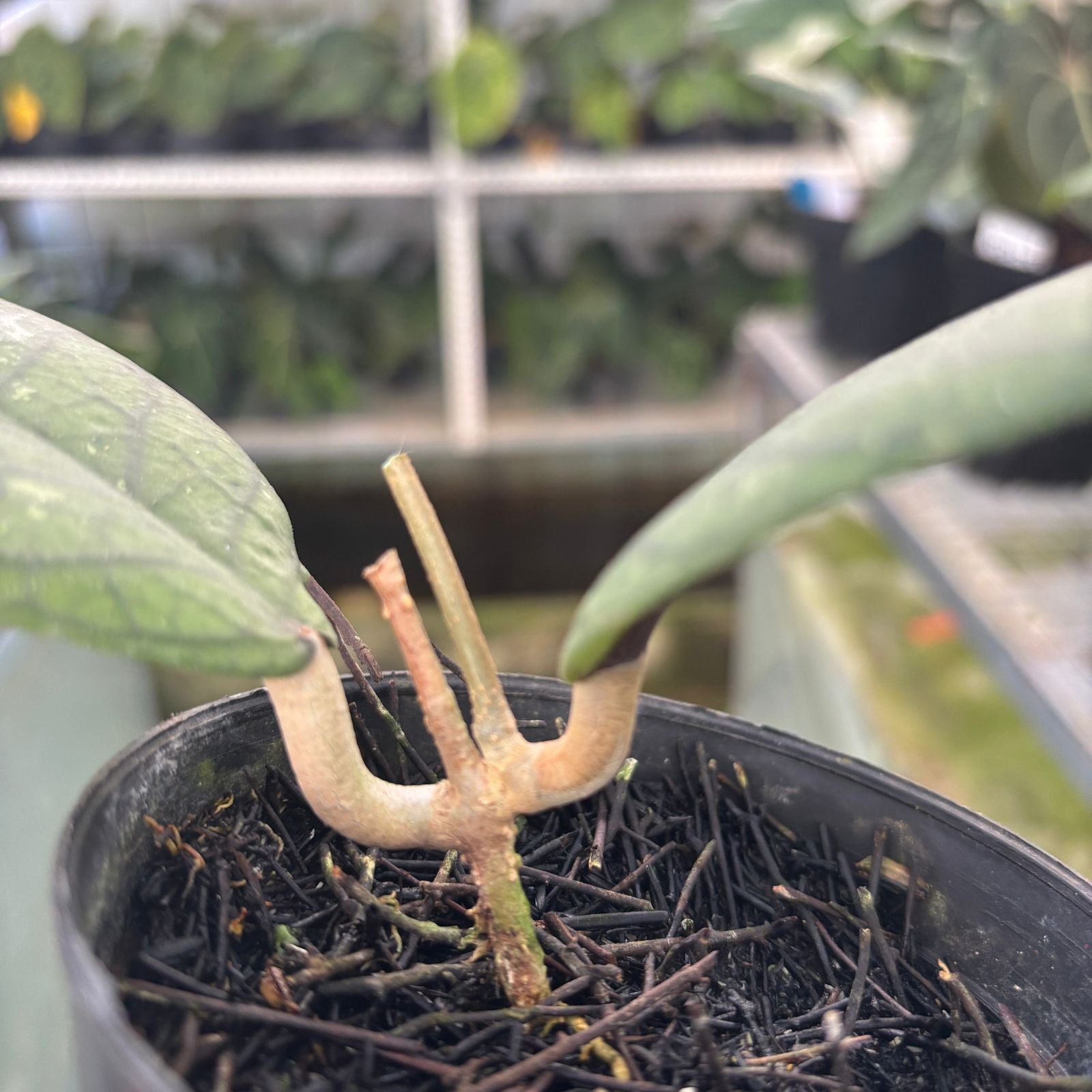 RP70-9 Hoya Meredhitii Round Leaf