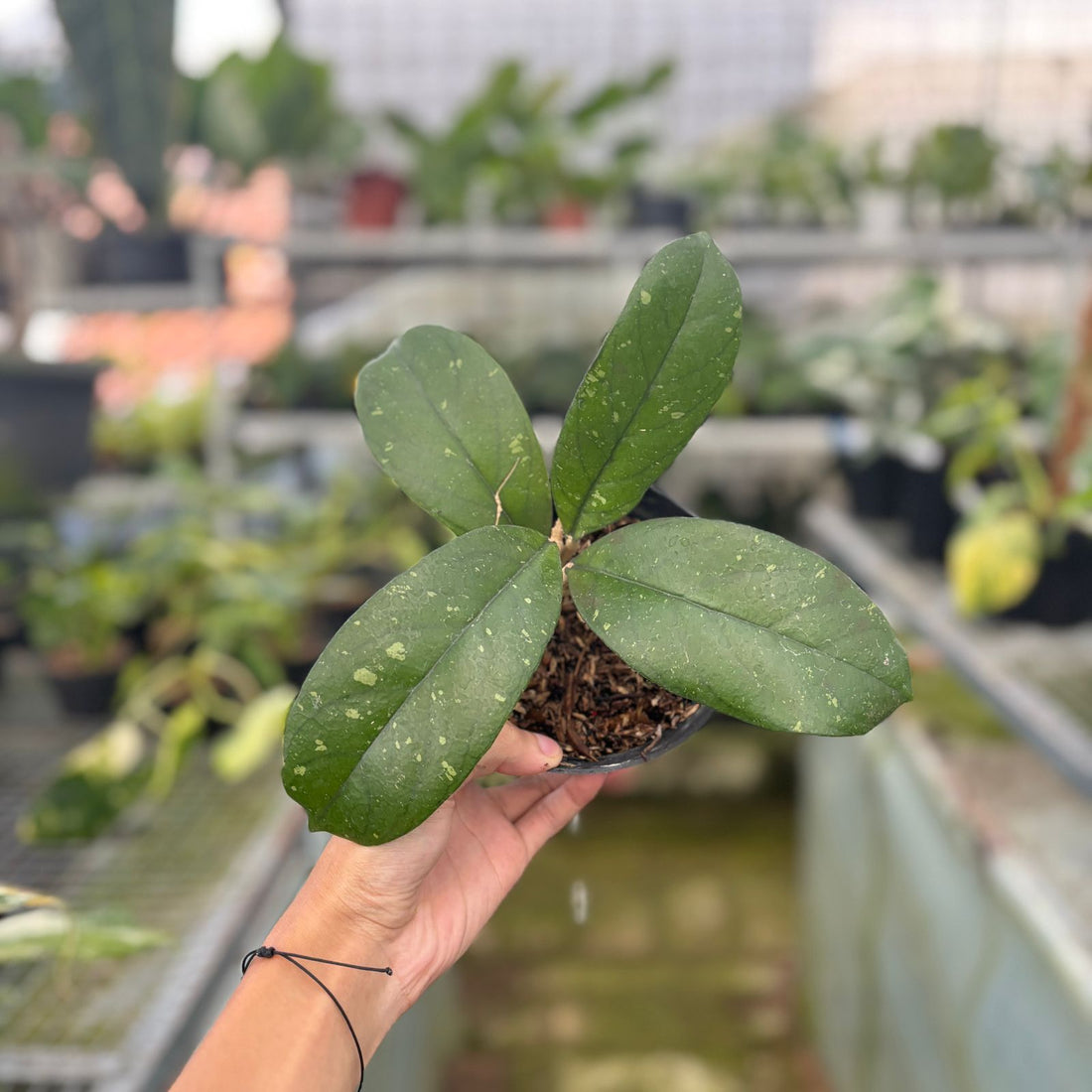 RP69-9 Hoya Sp Mutia