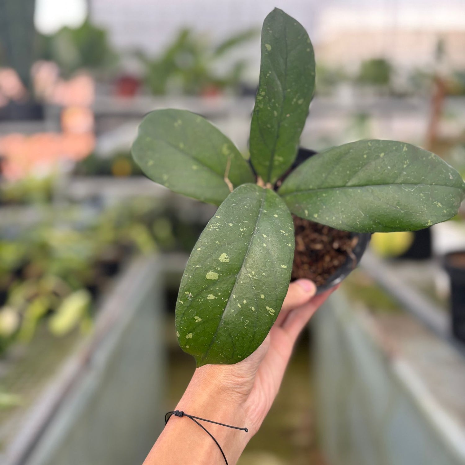 RP69-9 Hoya Sp Mutia