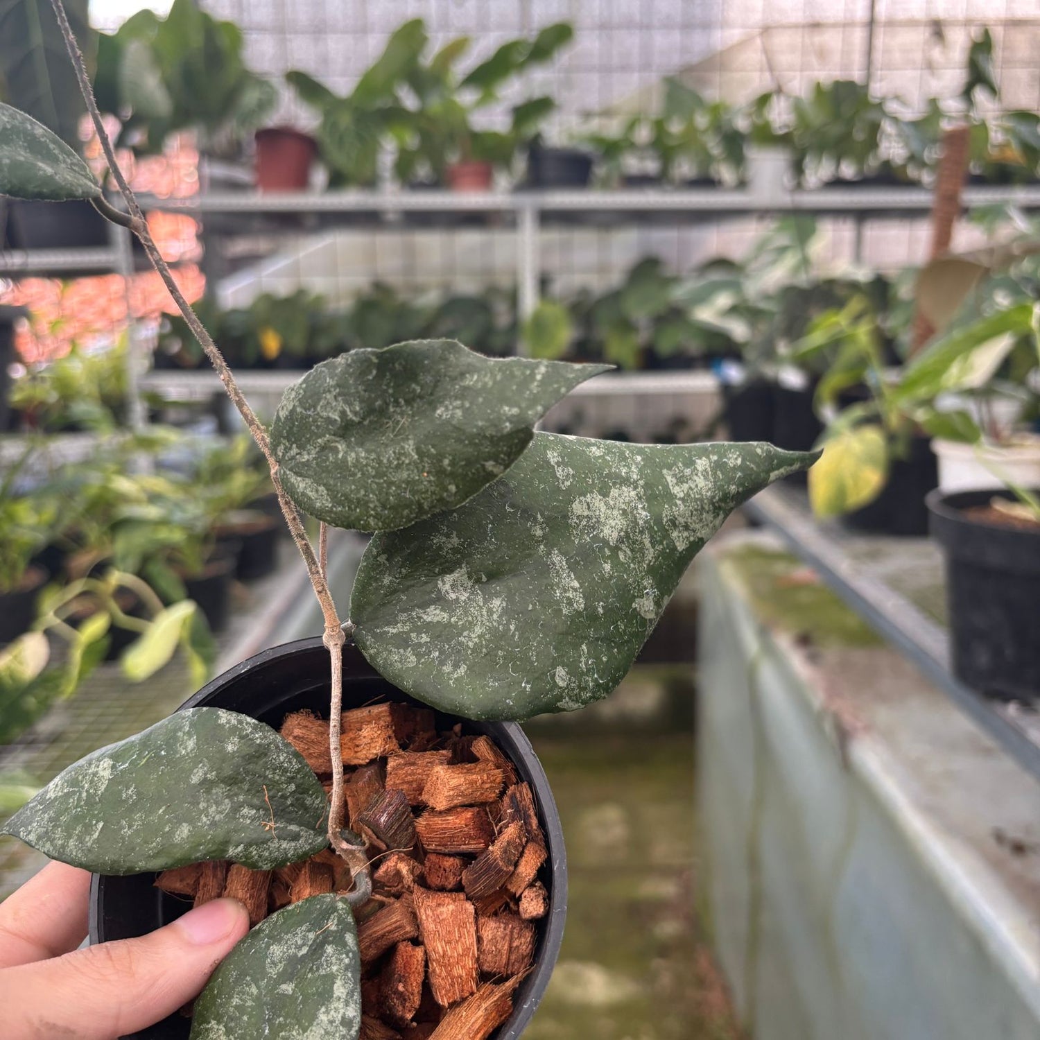 RP68-9 Hoya Caudata Splash